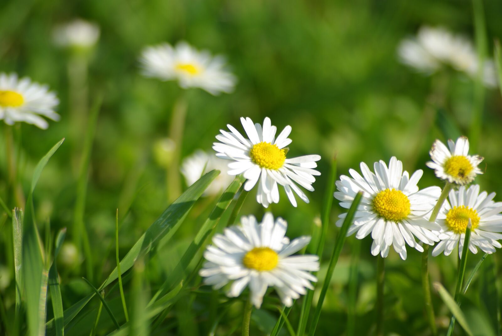 Pentax K10D sample photo. Nature, flowers, summer flowers photography