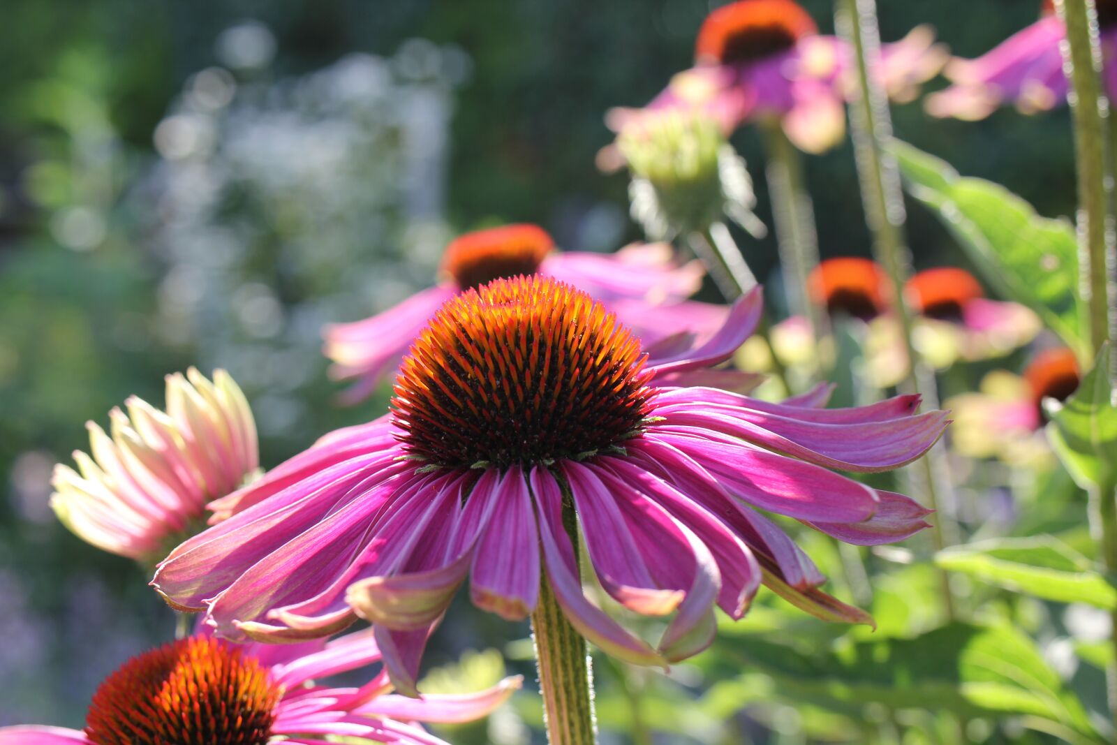 Canon EOS 550D (EOS Rebel T2i / EOS Kiss X4) sample photo. Coneflower, pink, garden photography