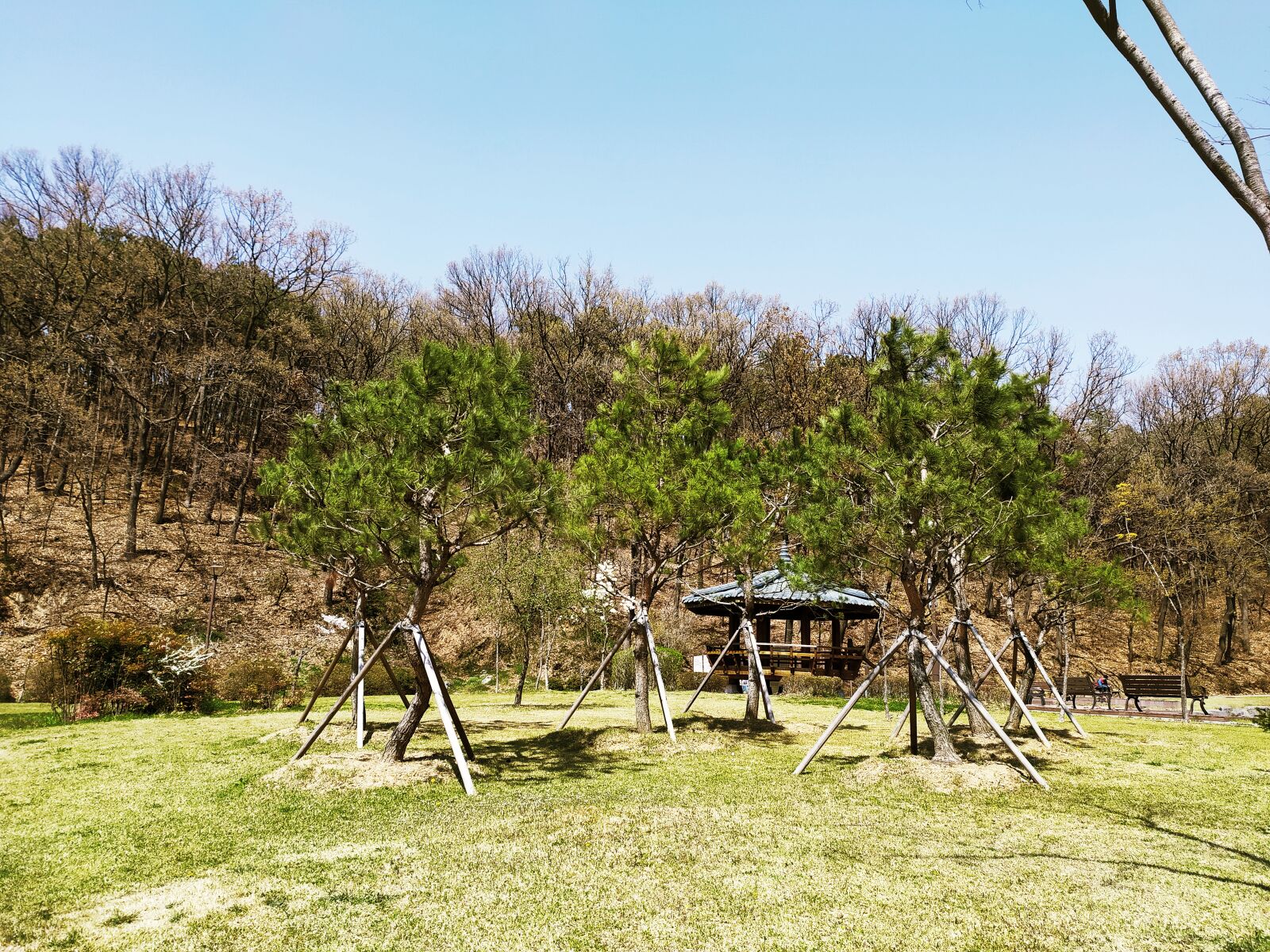 Xiaomi Redmi Note 8T sample photo. Nature, trees, landscape photography