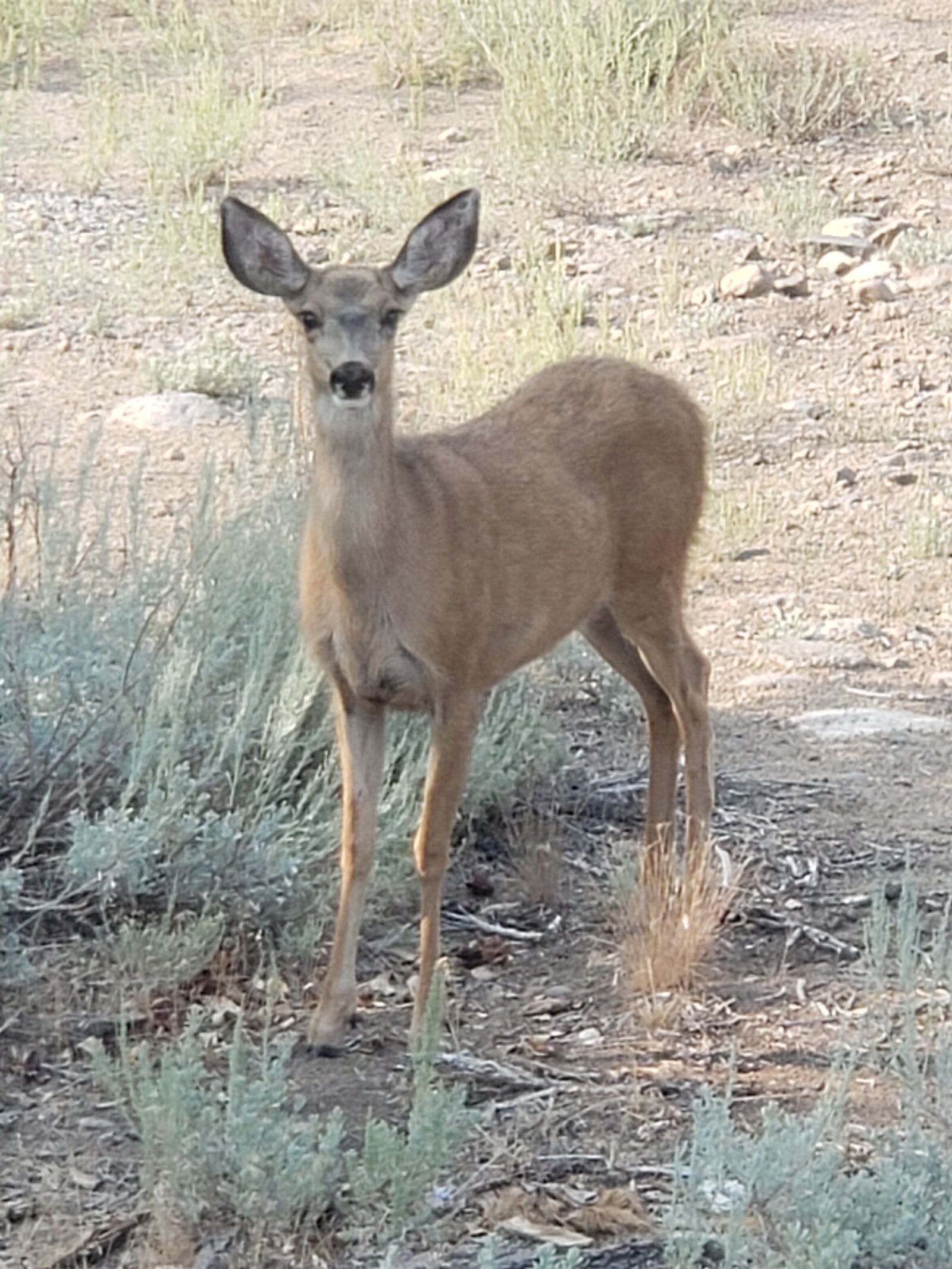 Samsung Galaxy Note9 sample photo. Deer, doe, wildlife photography