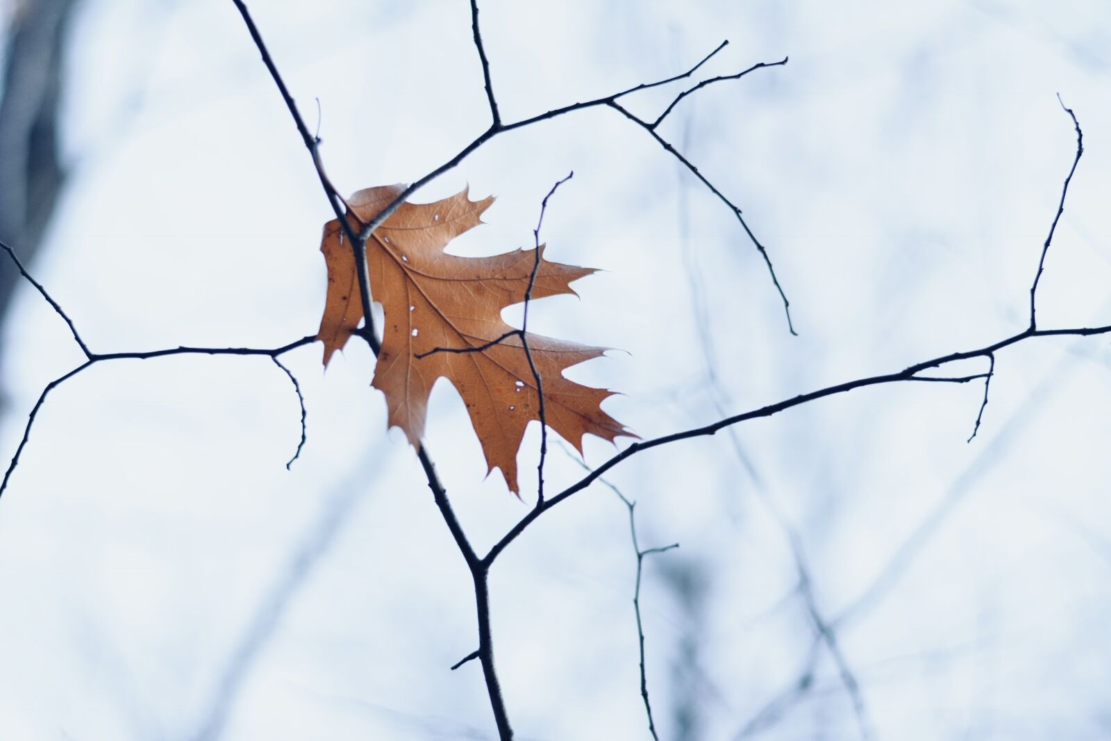 Nikon D5200 sample photo. Leaf, winter, fall photography