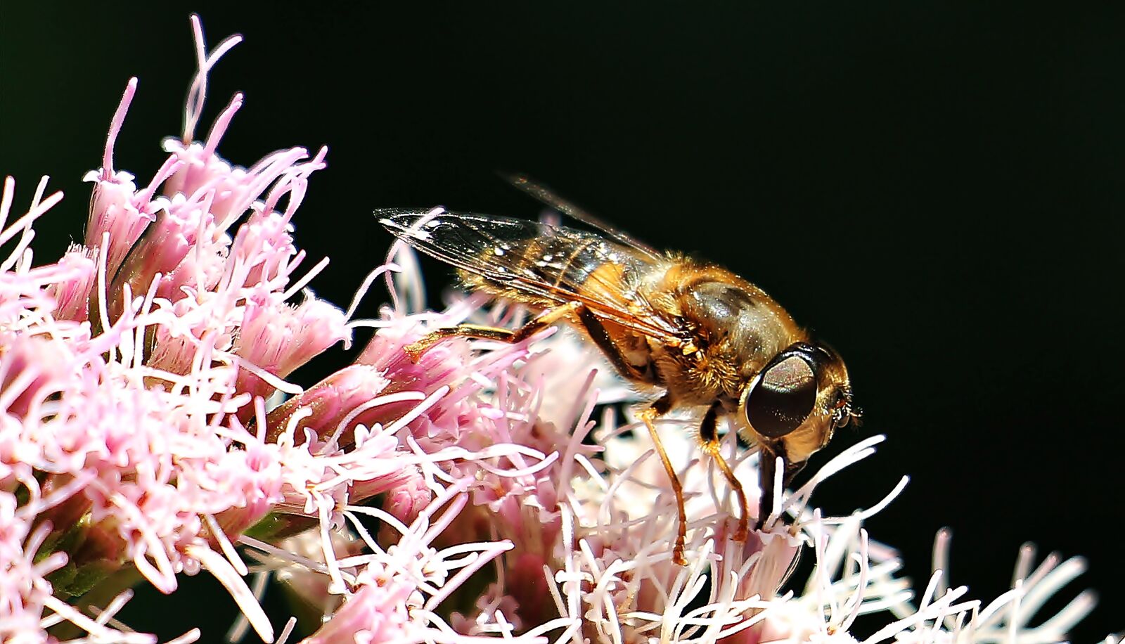 Canon EOS 550D (EOS Rebel T2i / EOS Kiss X4) sample photo. Bee, insect, close up photography