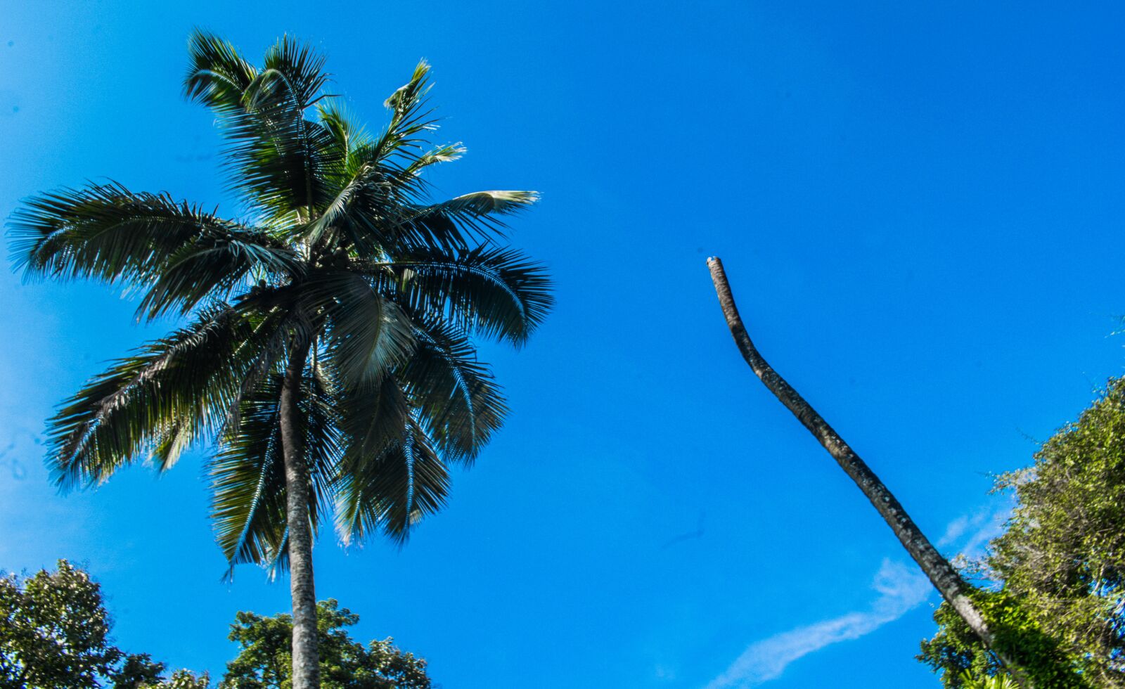 Nikon D3300 sample photo. Coconut tree without head photography