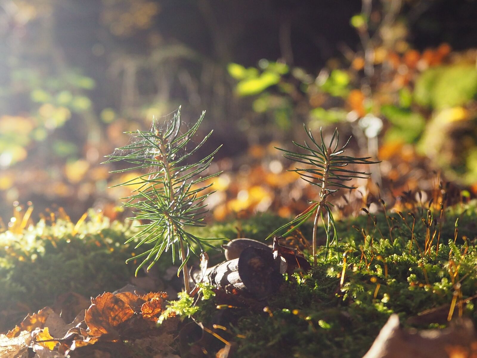 Olympus OM-D E-M10 II sample photo. Forest floor, moss, leaves photography