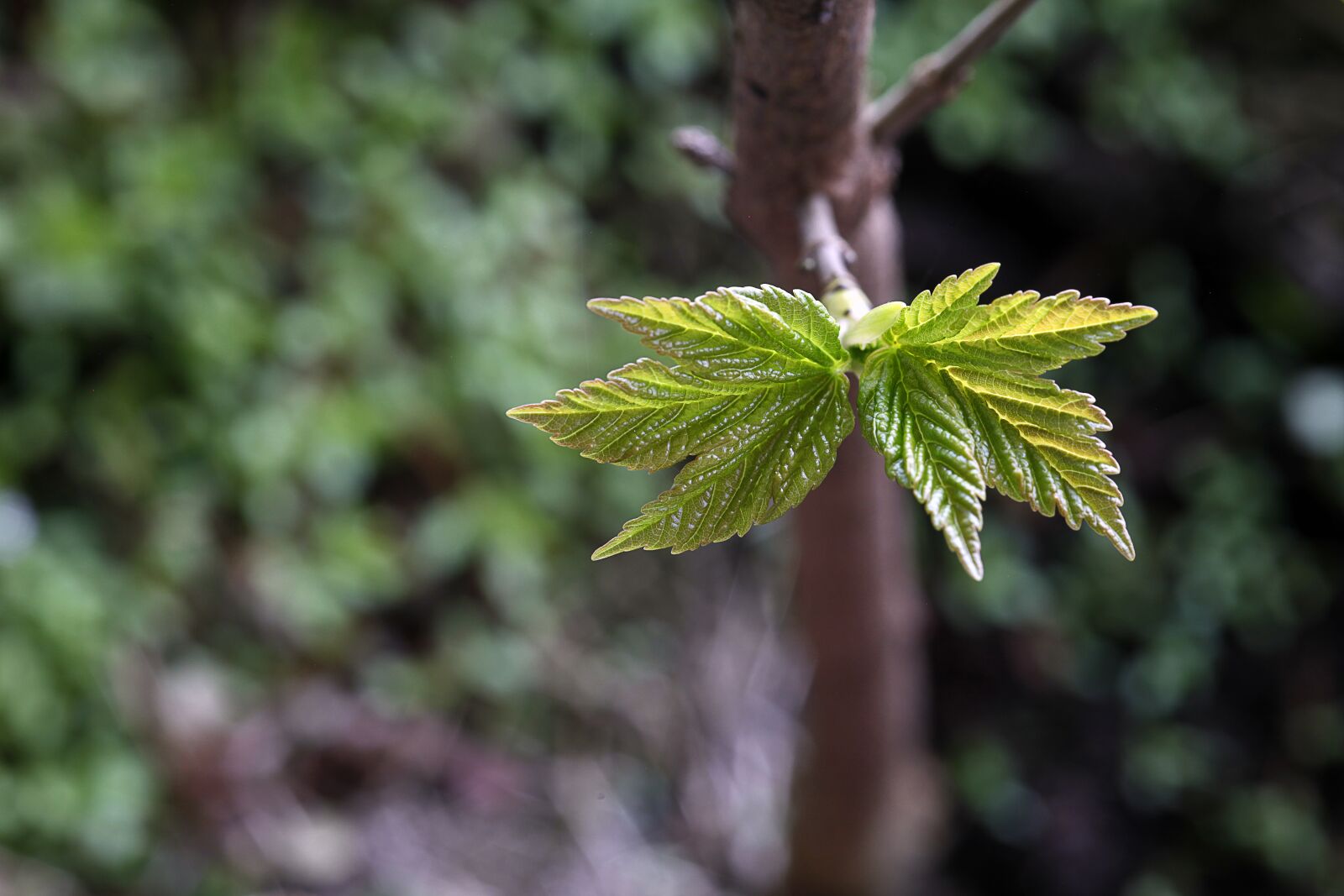 Canon EOS 5D Mark II sample photo. Mountain maple, shoots, leaf photography
