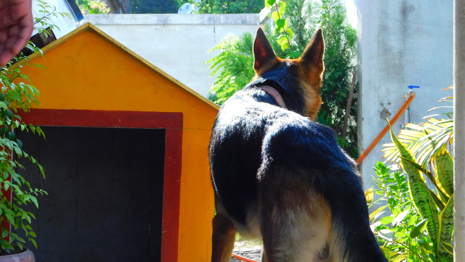 Nikon Coolpix B500 sample photo. Dog, german, shepherd, pets photography