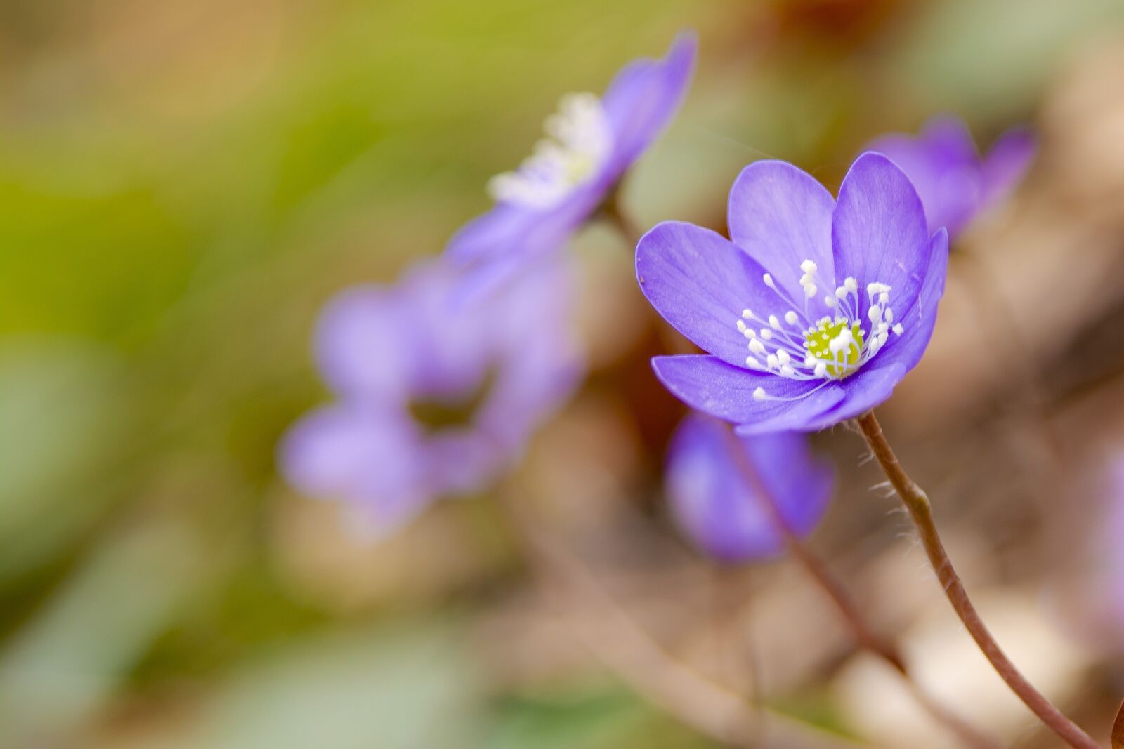 Nikon D5200 sample photo. Liver flower, hepatica, violet photography