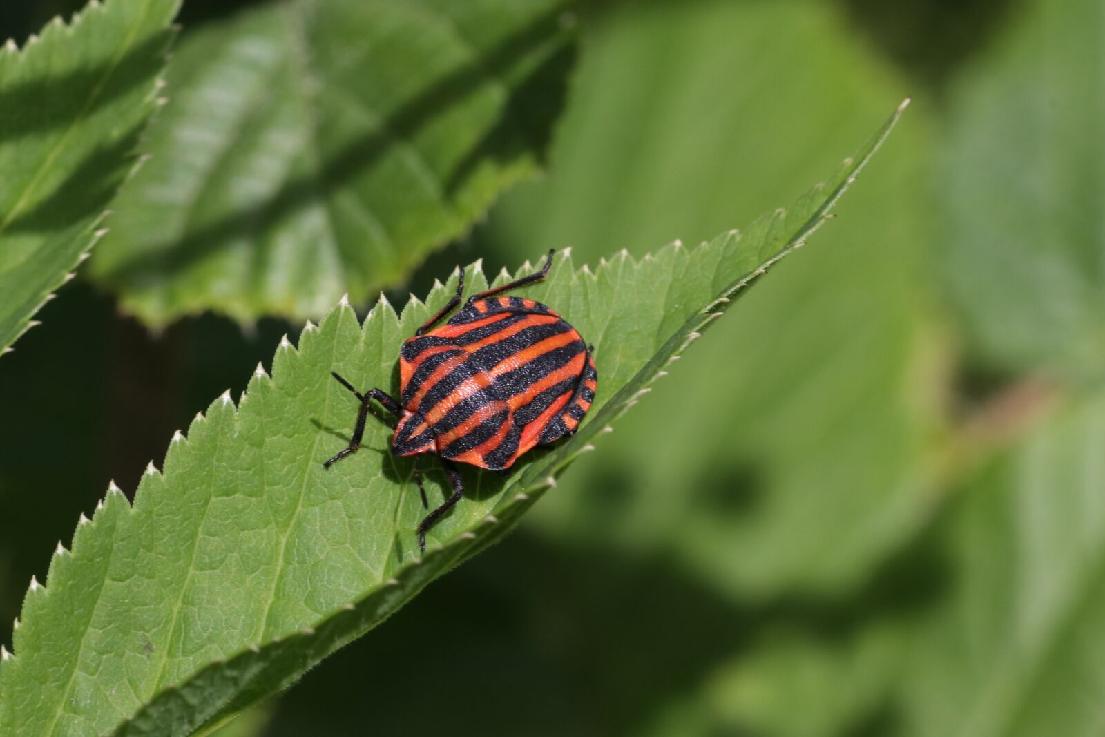 Tamron SP 90mm F2.8 Di VC USD 1:1 Macro sample photo. Bug, sheet, sitting photography
