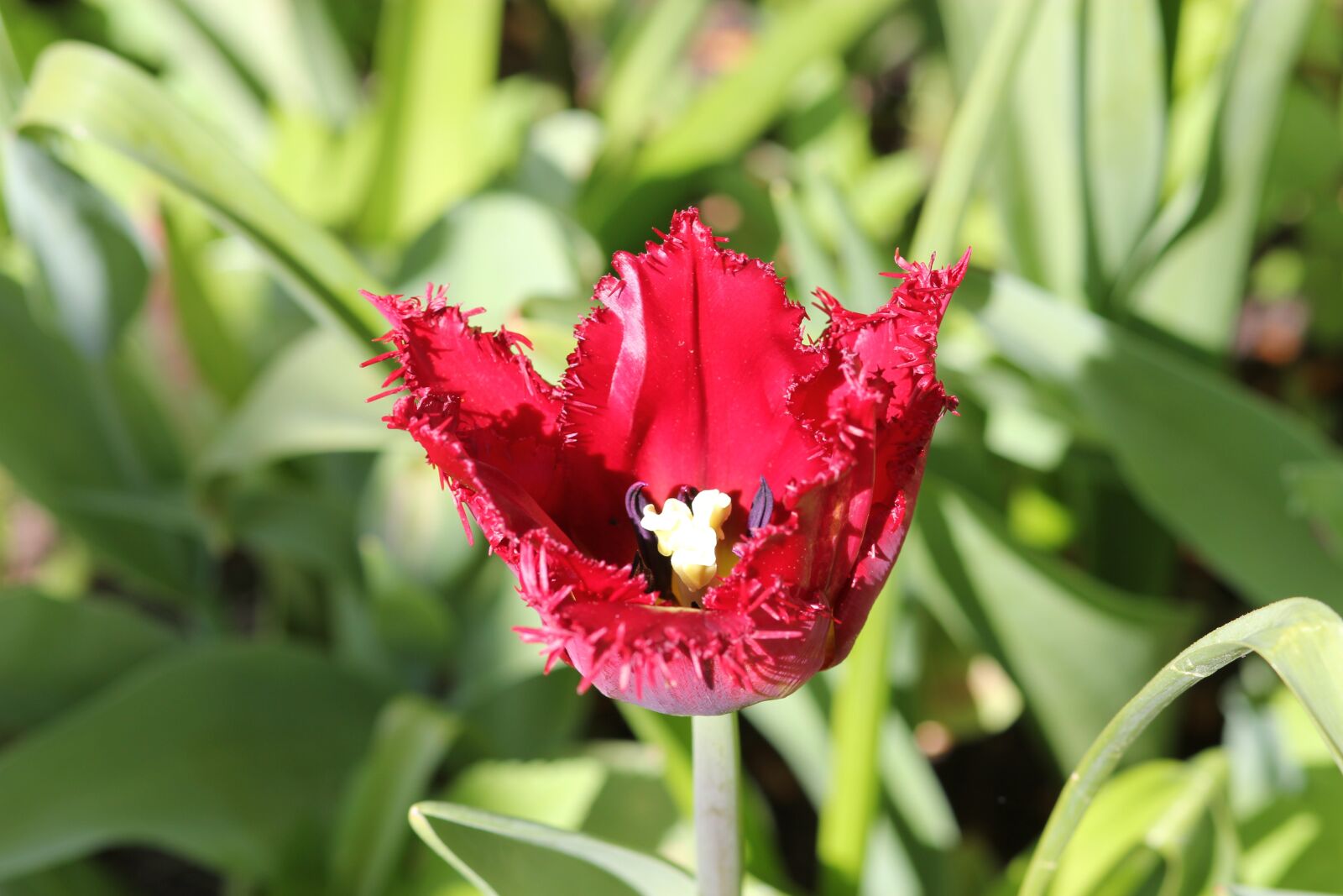 Canon EOS 550D (EOS Rebel T2i / EOS Kiss X4) sample photo. Tulip, floralia, flower photography