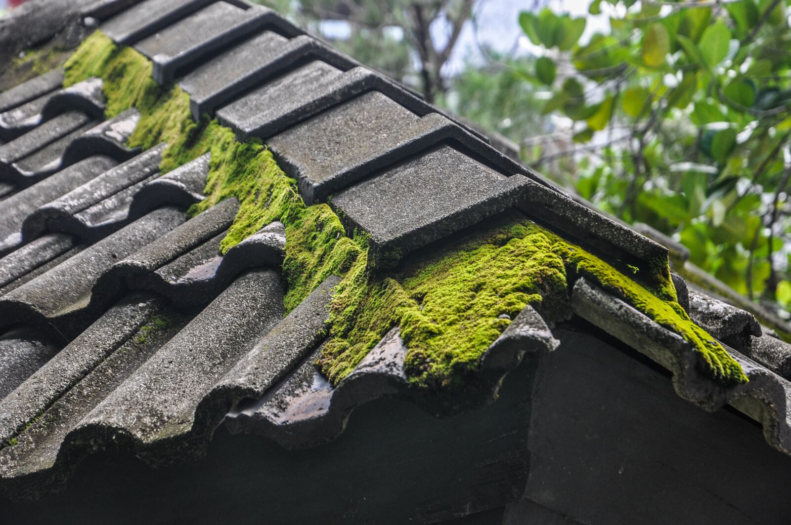 Nikon D90 sample photo. Moss, roof, moss on photography