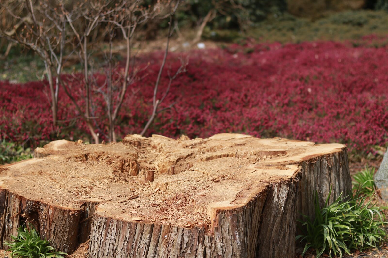 Canon EOS 750D (EOS Rebel T6i / EOS Kiss X8i) sample photo. Nature, wood, plant photography