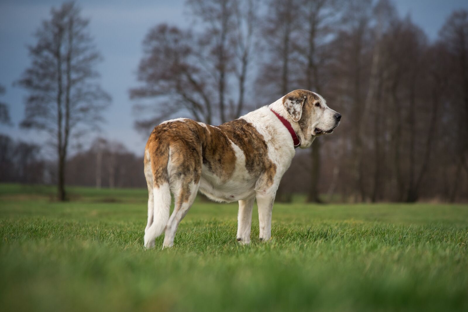 Nikon D7200 sample photo. Dog, grass, nature photography