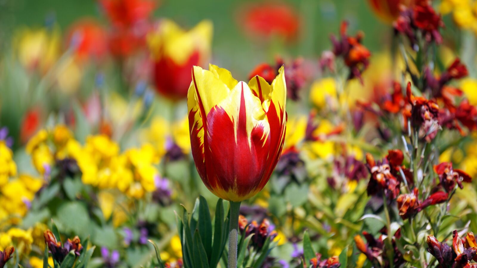 Sony E 55-210mm F4.5-6.3 OSS sample photo. Flower, plant, garden photography