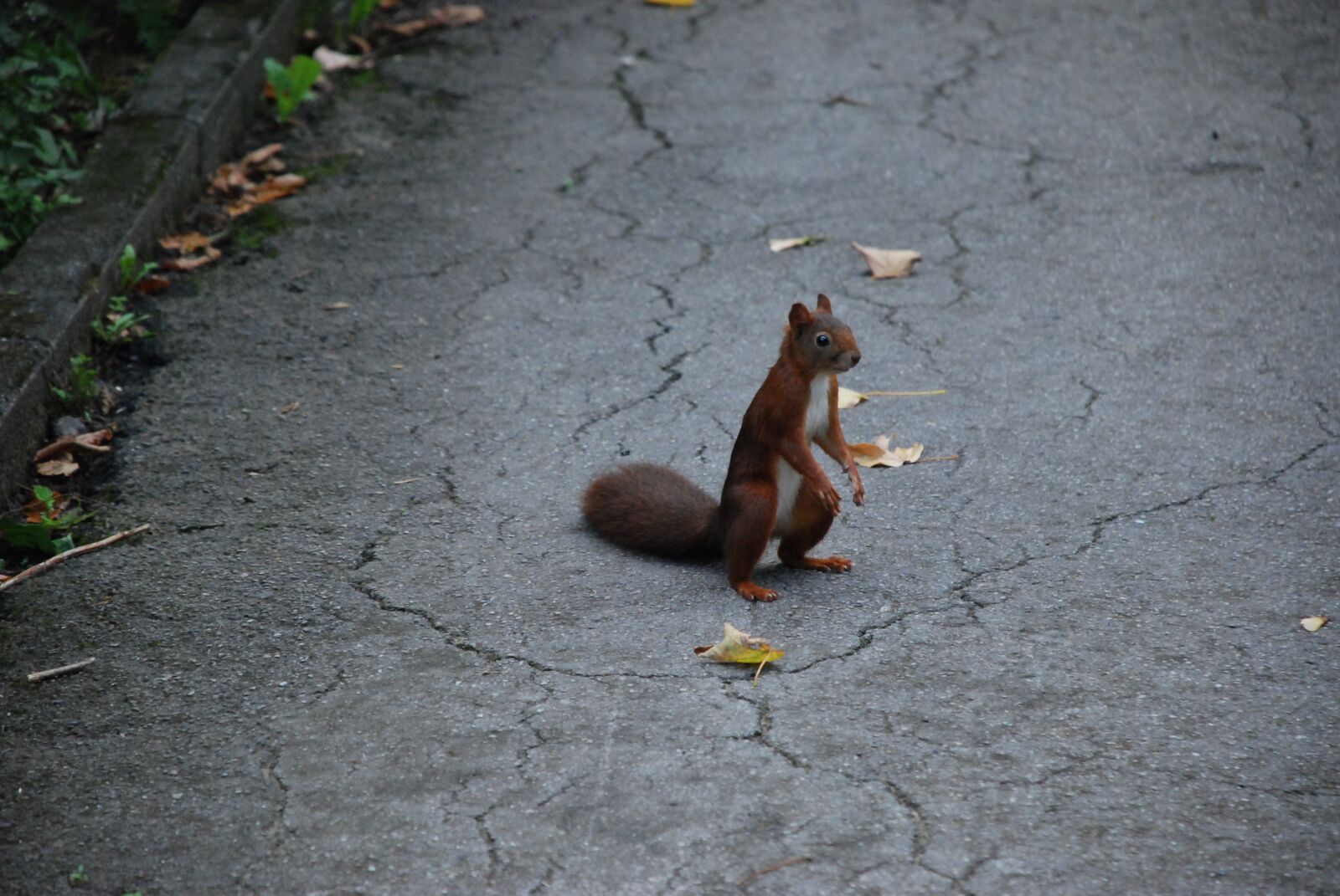 Nikon D80 sample photo. Squirrel, brown, wild photography