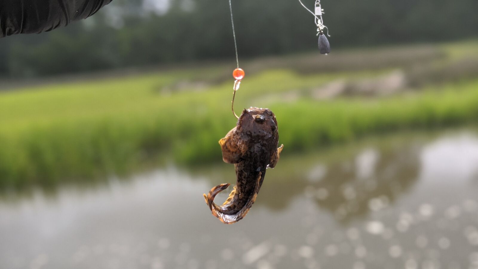 Google Pixel 3 XL sample photo. Fish, river, fishing photography