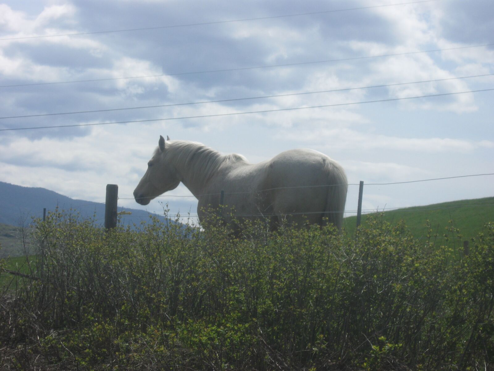 Canon PowerShot A590 IS sample photo. Horse, field, cloudy photography