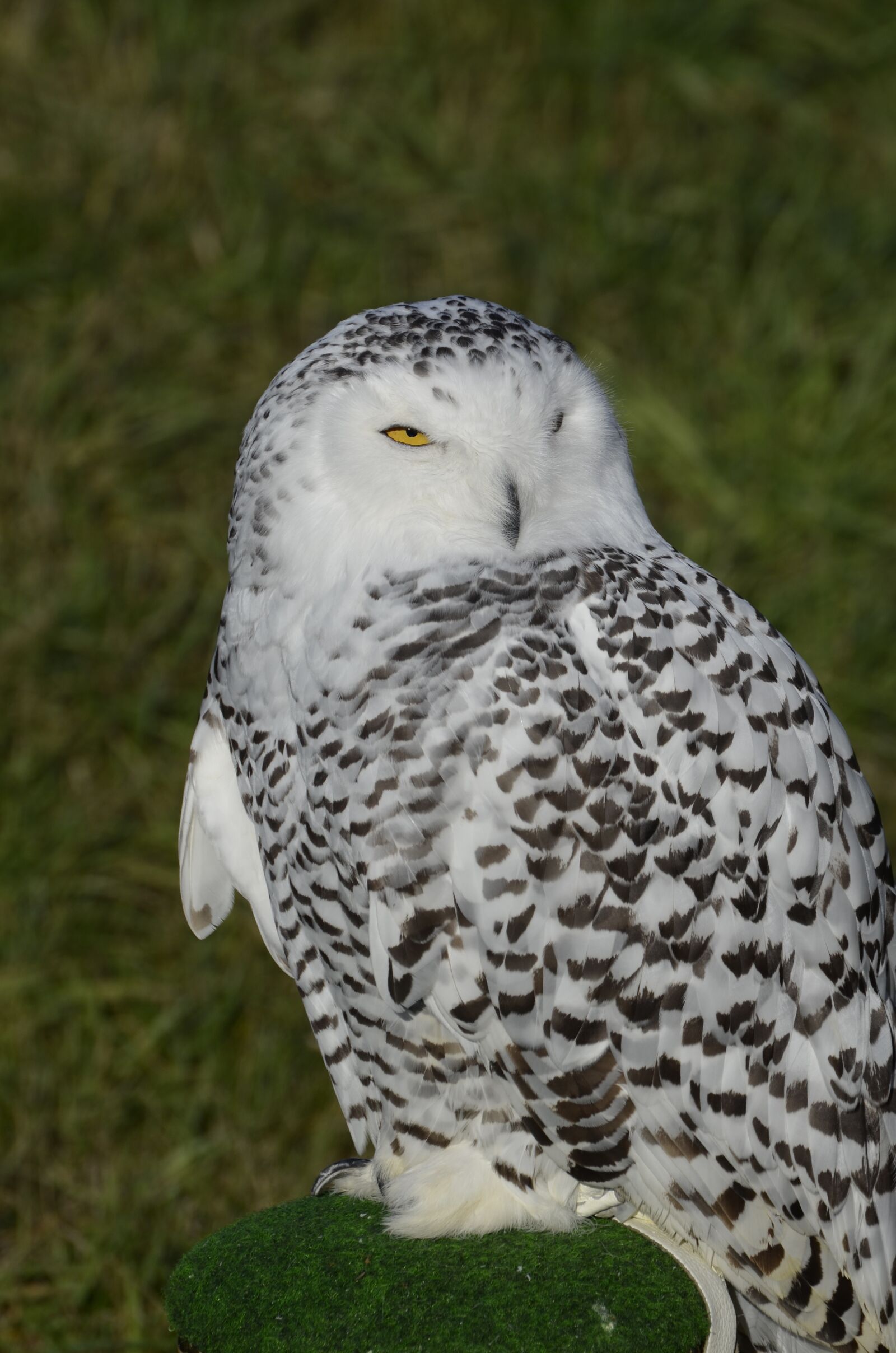 Nikon D5100 sample photo. Owl, snowy owl, bird photography