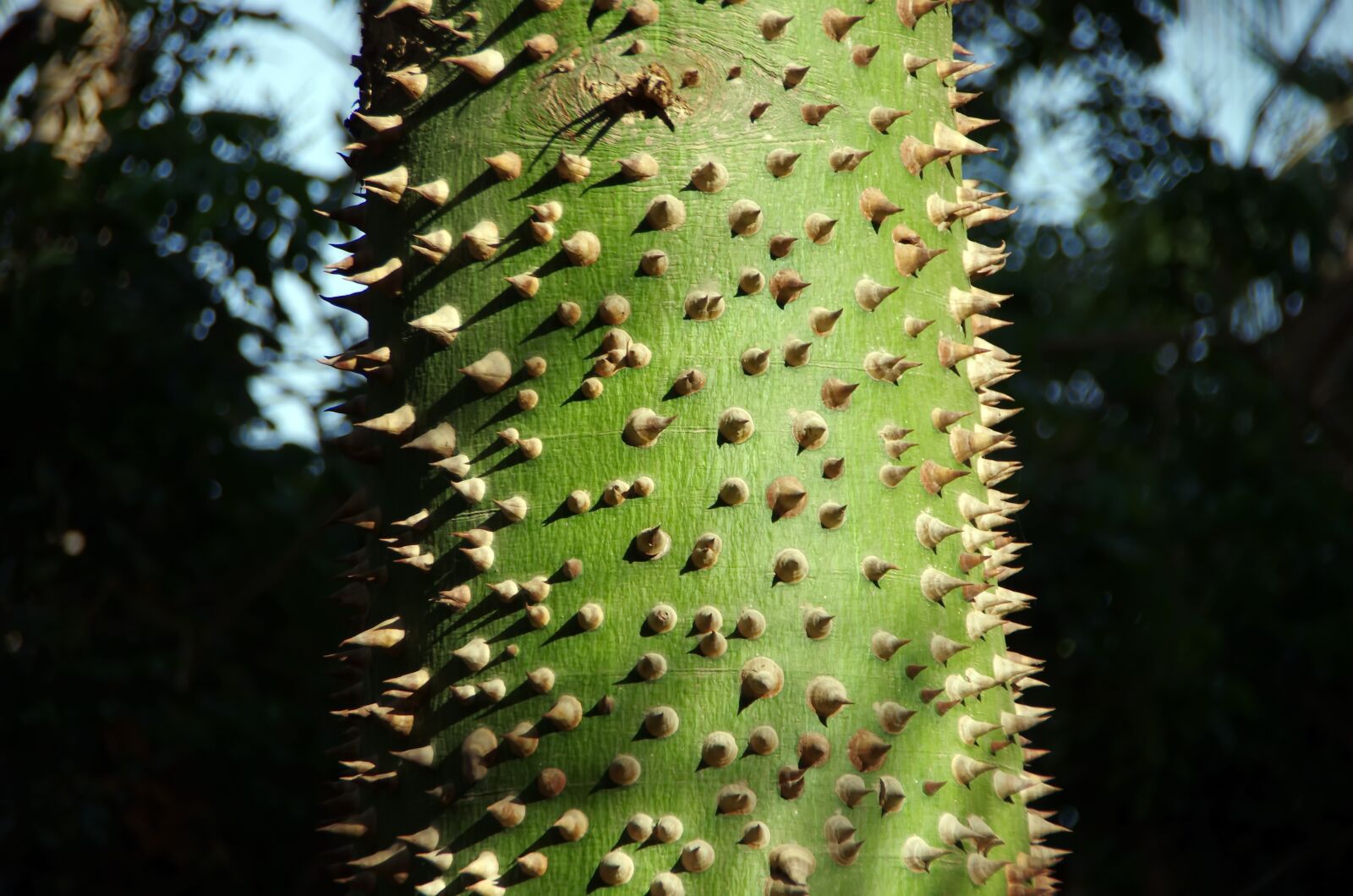 Pentax K-5 sample photo. Tree-bottle, chorizia speciosa, trunk photography