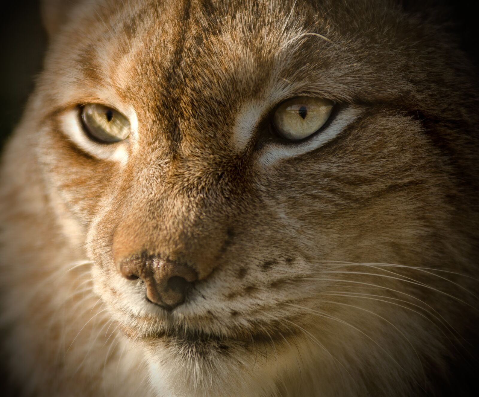 Nikon D7000 sample photo. Lynx, eurasian, close photography