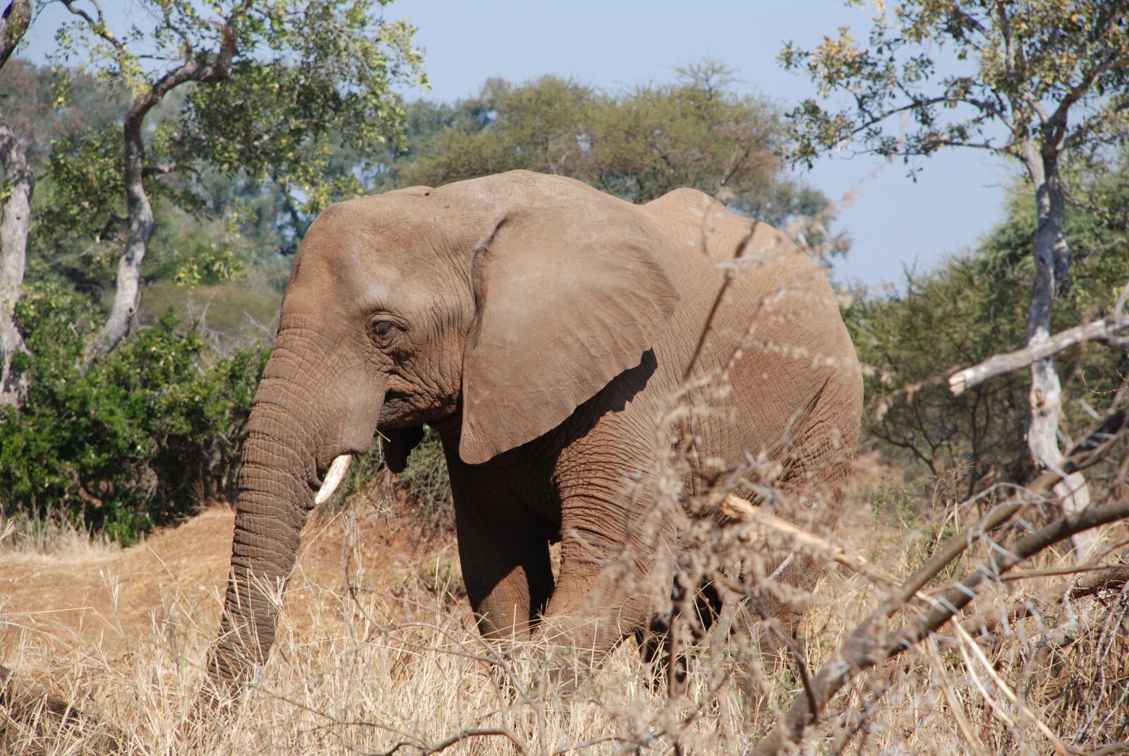 Nikon D80 sample photo. African elephant, bull elephant photography