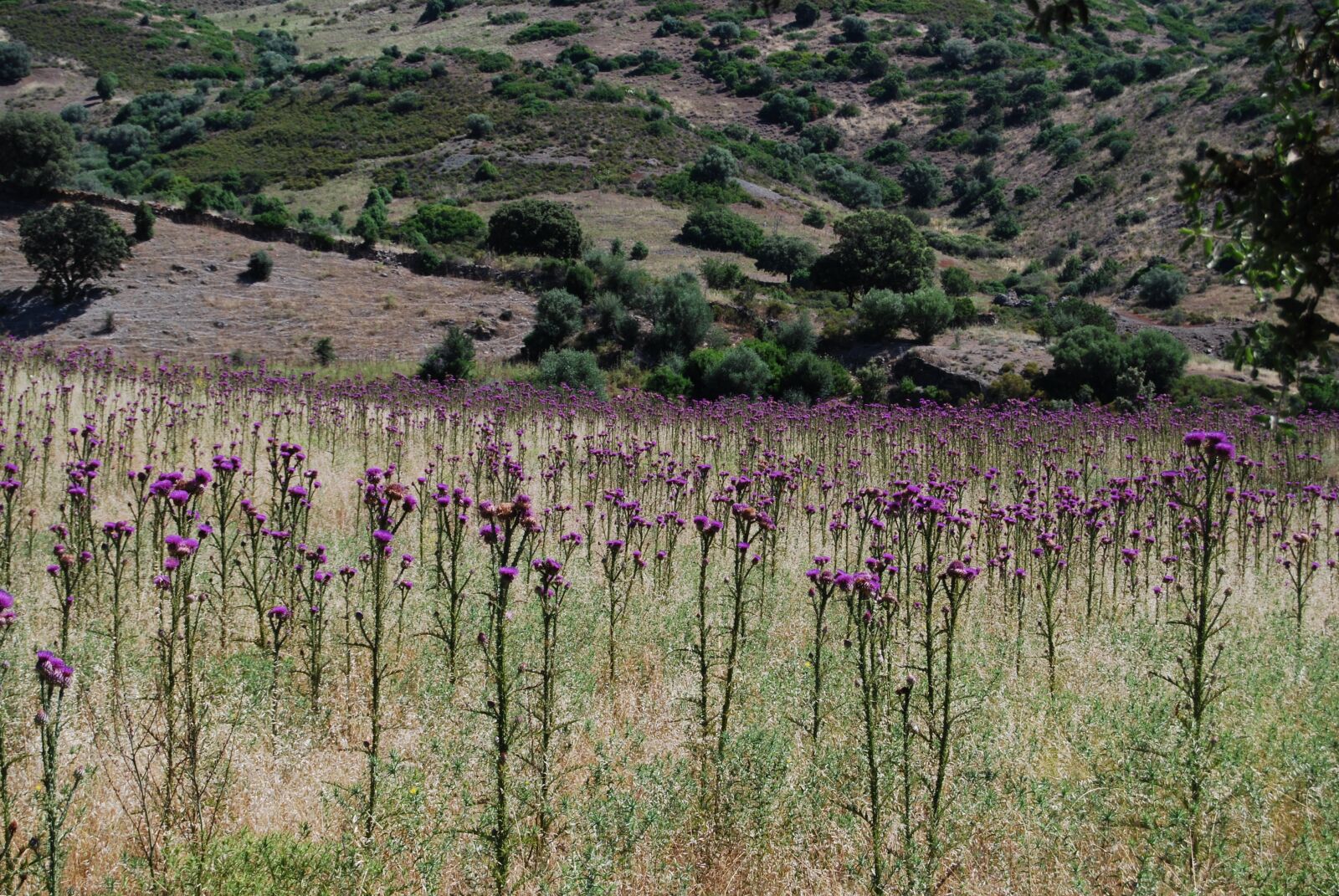 Nikon D40X sample photo. Thistle field, corsica, loneliness photography
