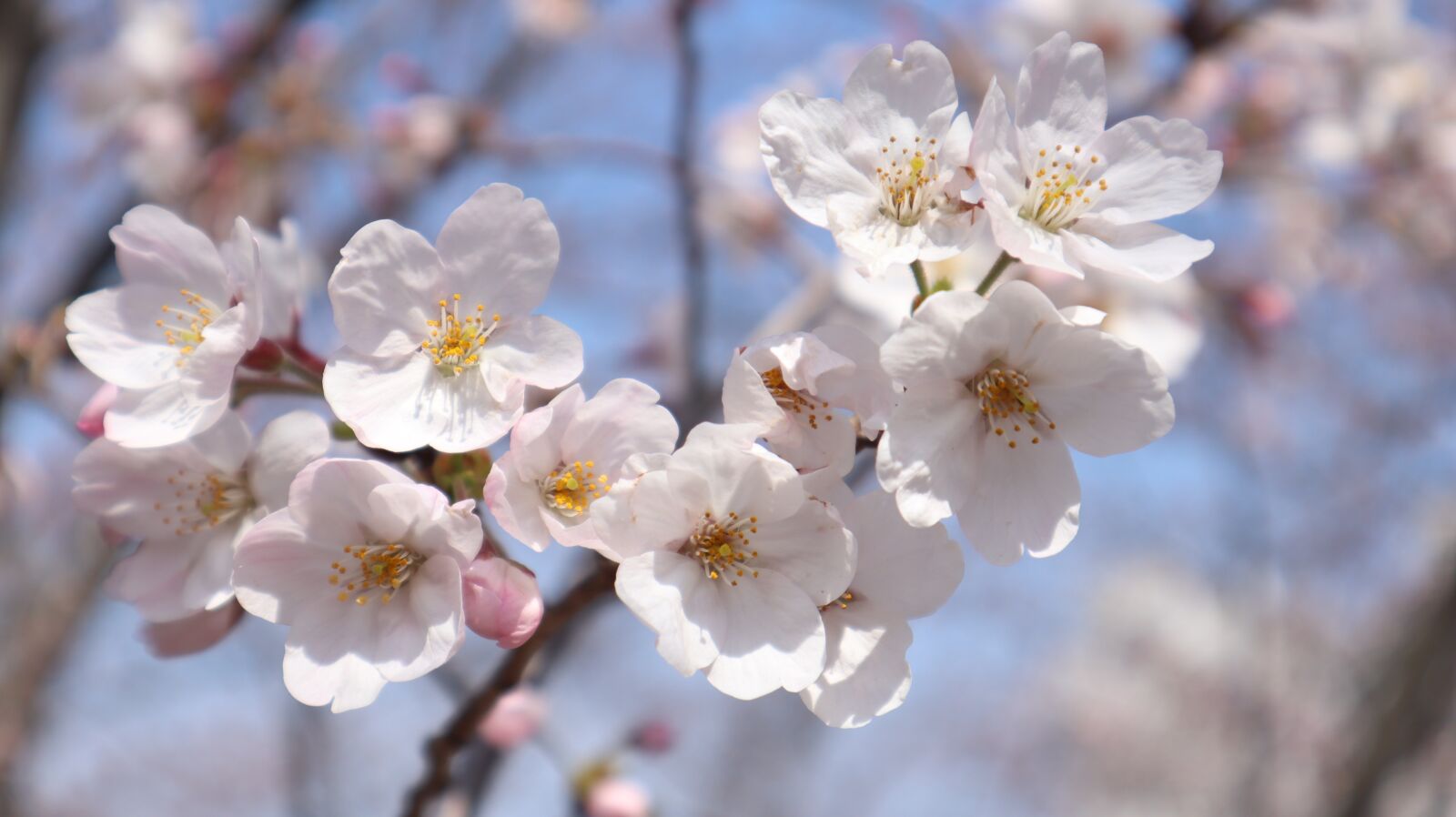 Canon EF-M 15-45mm F3.5-6.3 IS STM sample photo. Cherry blossoms, pink, petals photography