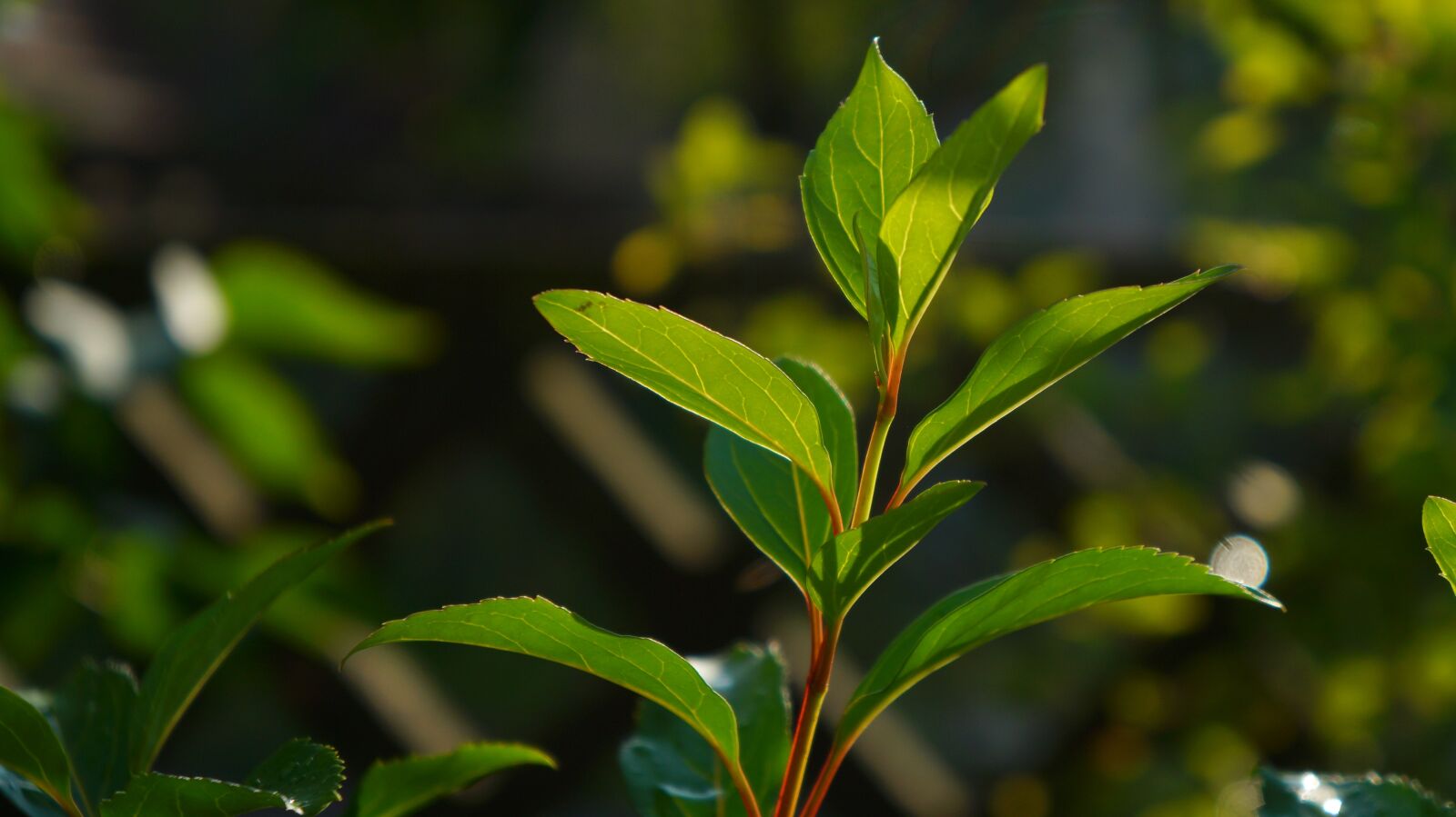 Sony Alpha a3000 + Sony E 18-55mm F3.5-5.6 OSS sample photo. Nature, plants, green photography