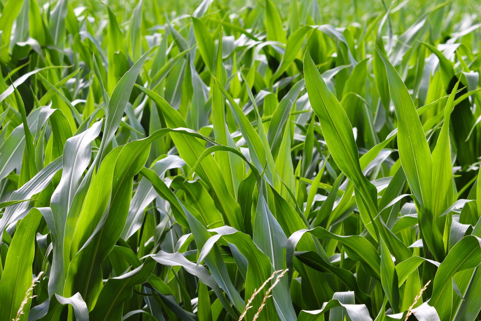 Canon EOS 200D (EOS Rebel SL2 / EOS Kiss X9) sample photo. Cornfield, corn leaves, corn photography