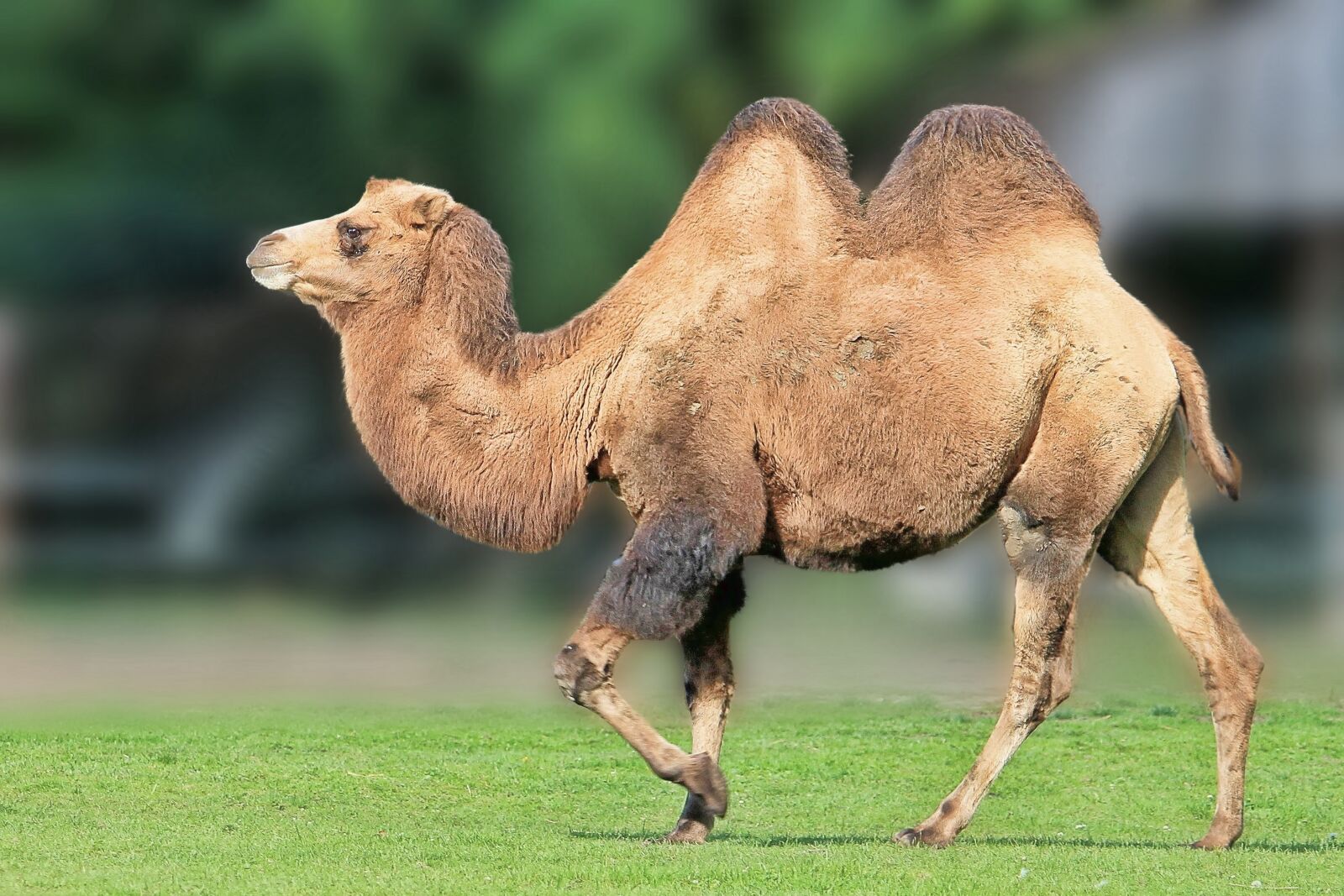 Canon EOS 1100D (EOS Rebel T3 / EOS Kiss X50) sample photo. Camel, desert ship, animal photography