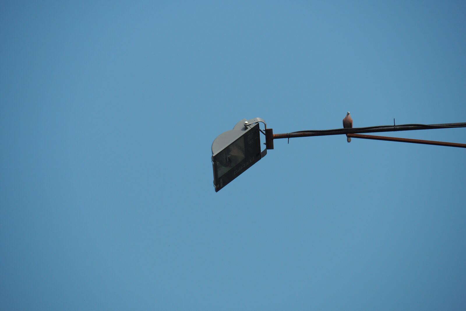 Olympus PEN E-PL7 sample photo. Lamp, bird, sky photography