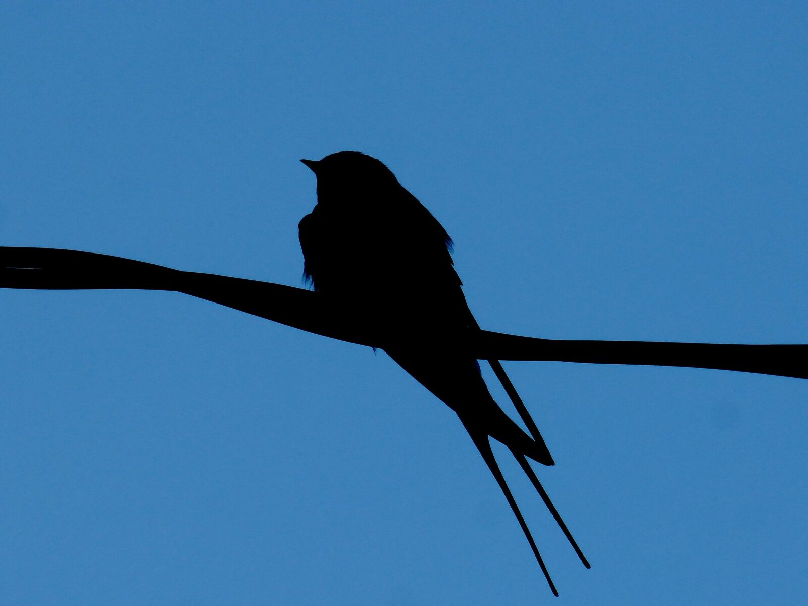Panasonic DMC-FZ62 sample photo. Swallow, cable, backlight photography