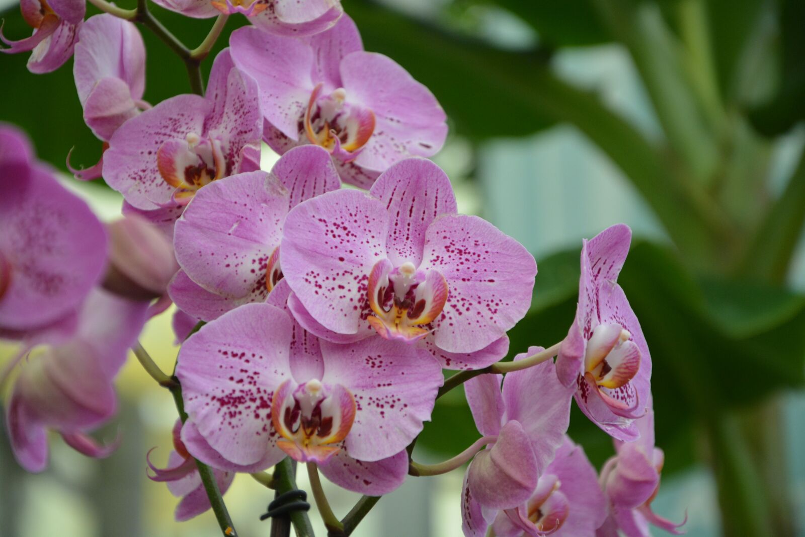 Nikon D5200 sample photo. Flower, orchid, pink photography