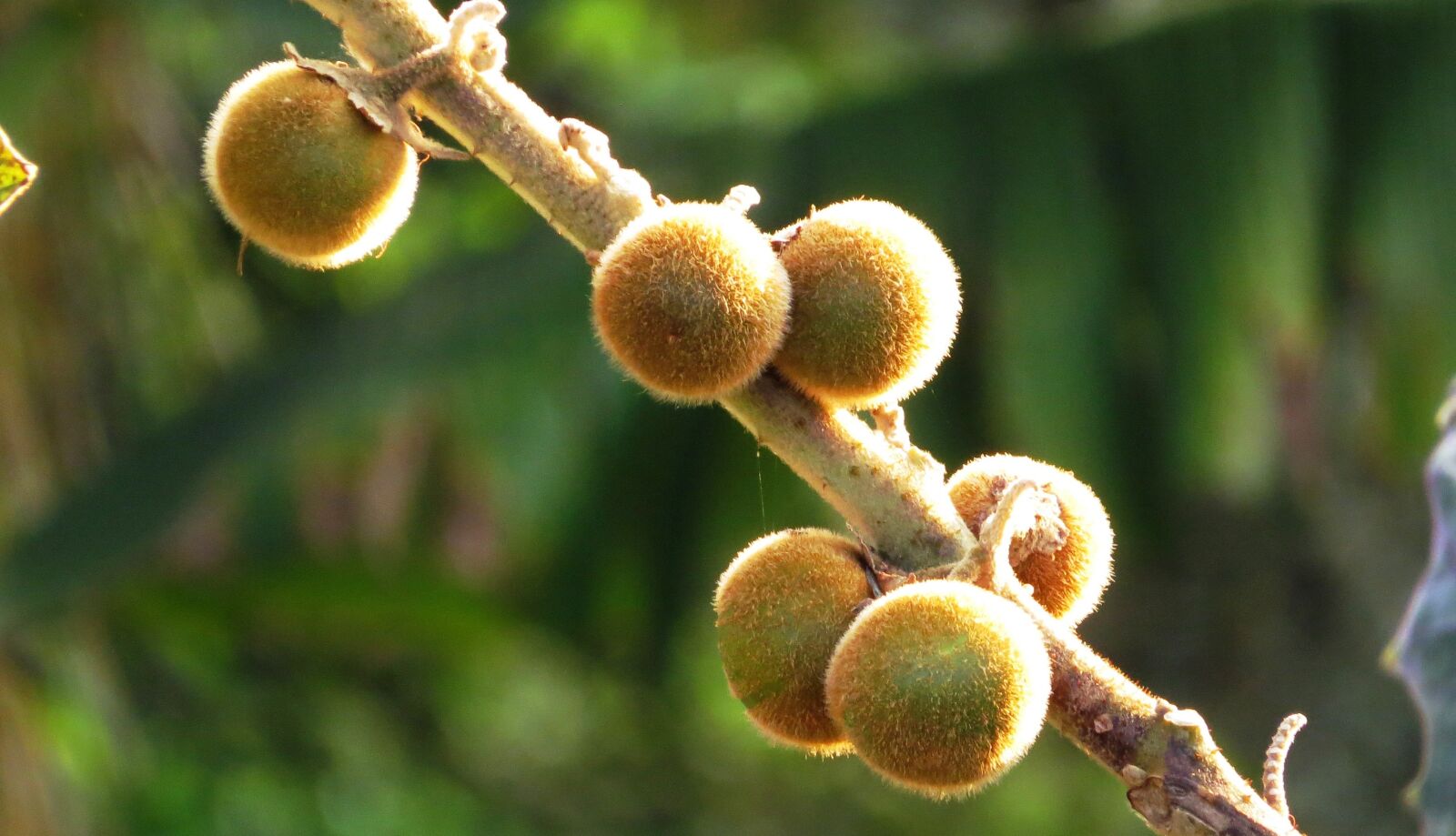Canon PowerShot SX50 HS sample photo. Fruit, tropical, lulo photography
