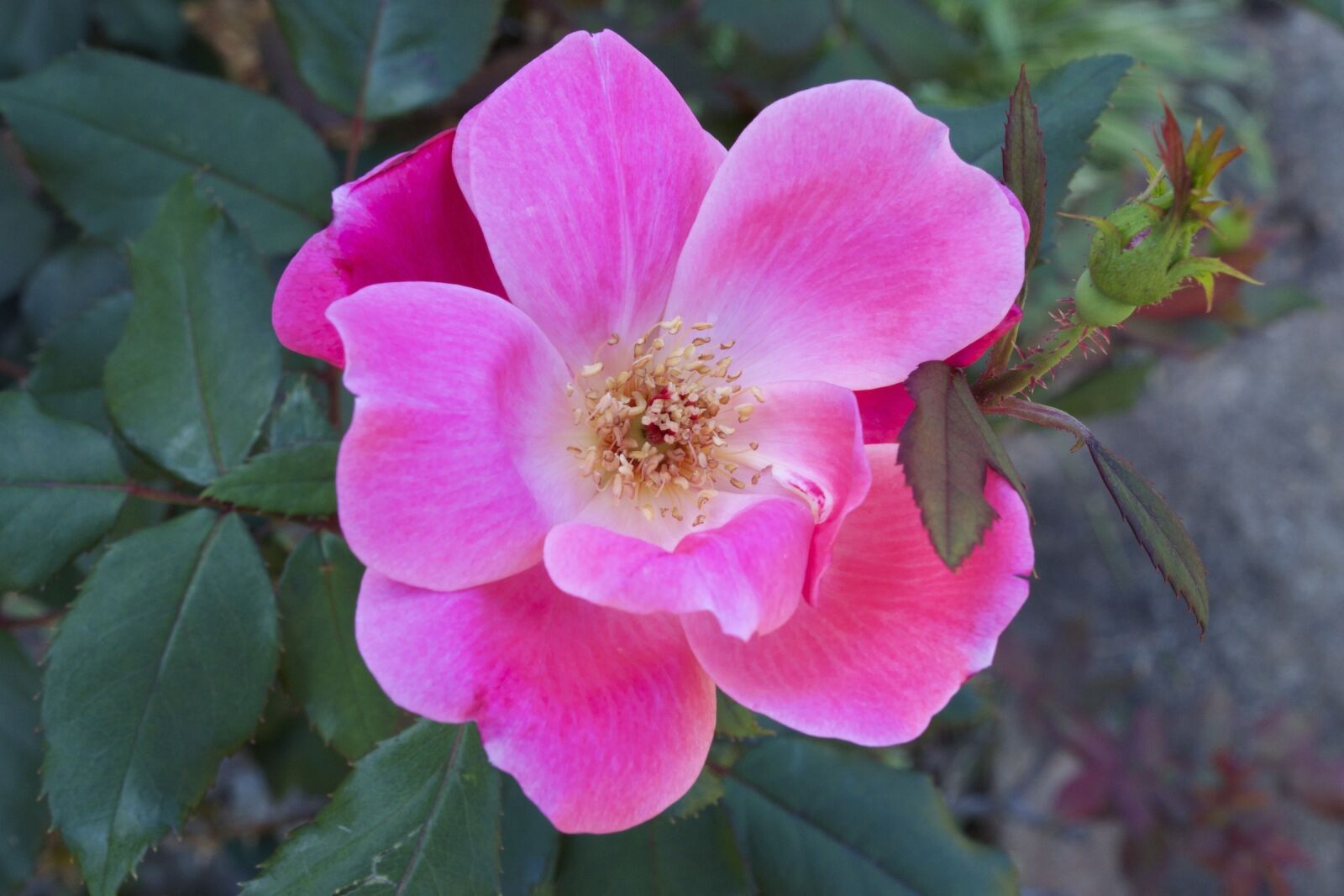 Nikon D3300 sample photo. Pink rose, rose, flower photography