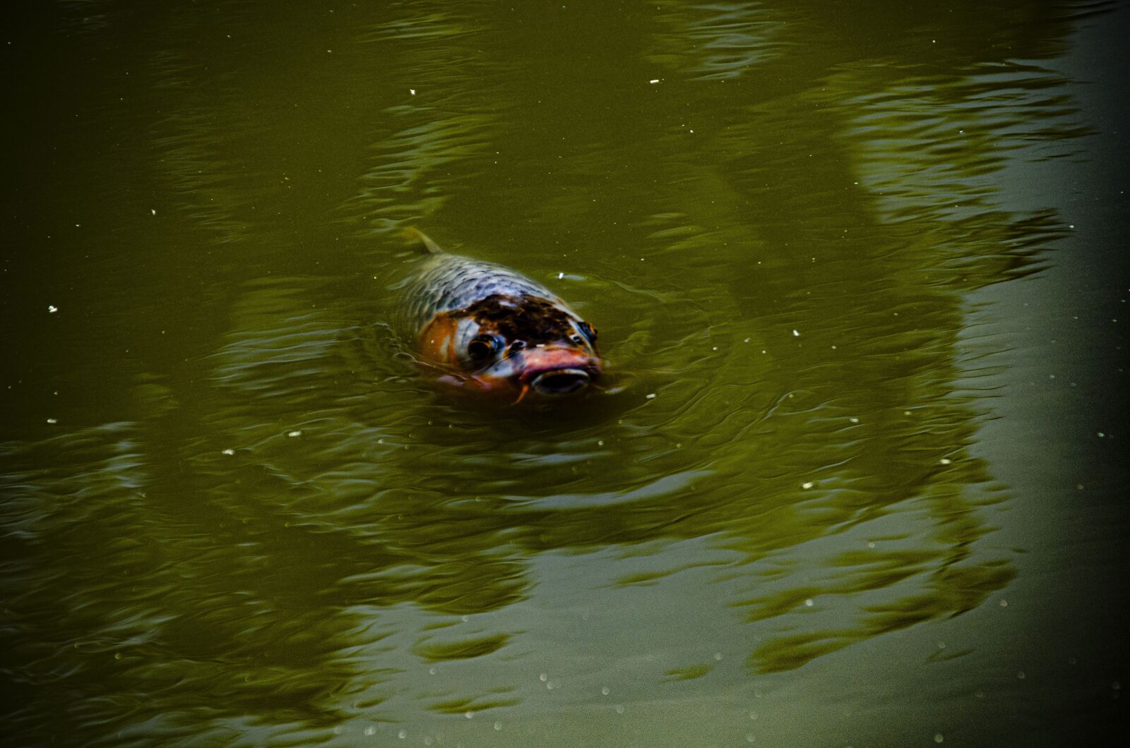 Nikon D5100 sample photo. Fish, dark picture, orange photography