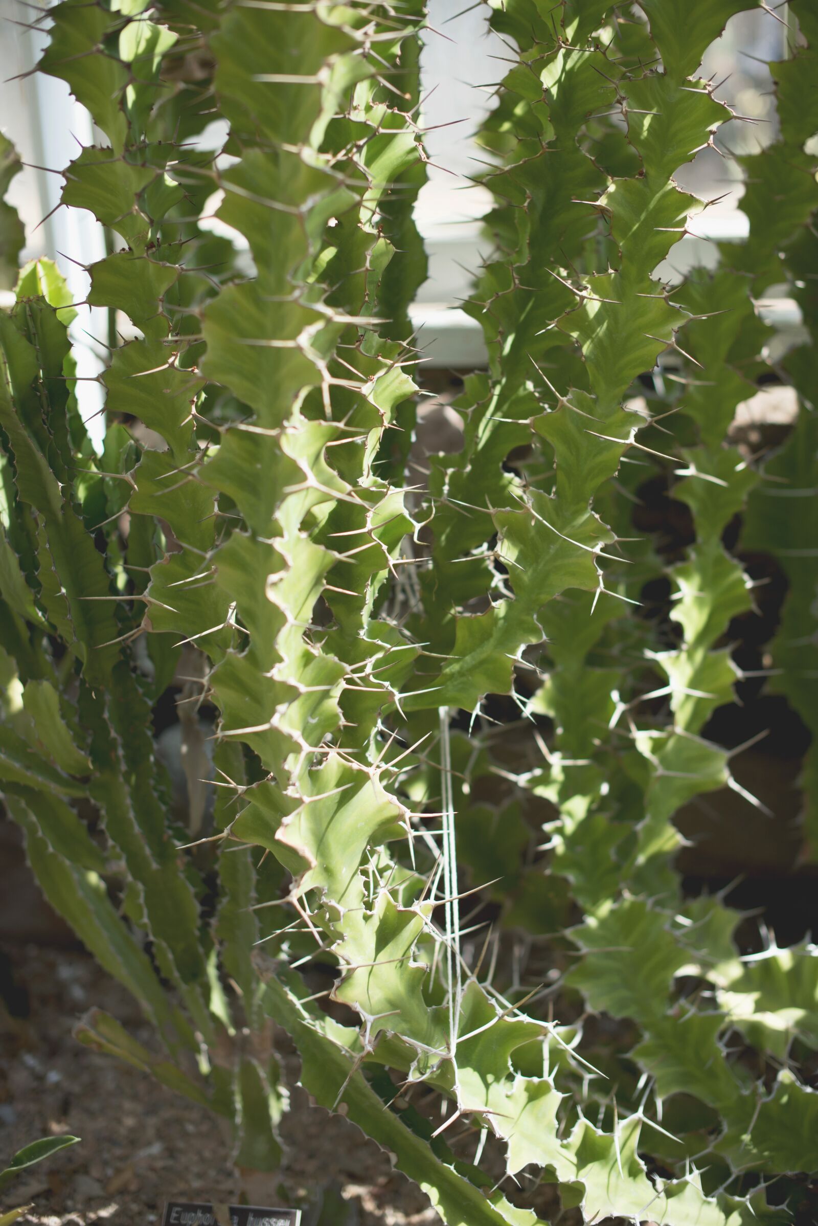 Nikon D800 sample photo. Succulents, green house, cactus photography