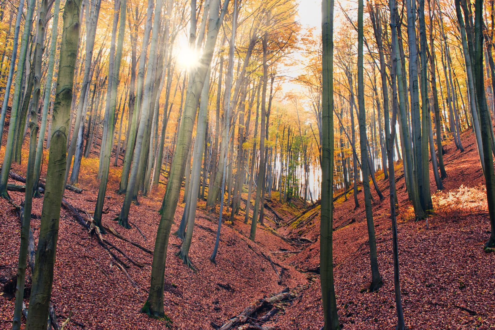 Nikon D5600 sample photo. Autumn, forest, nature photography