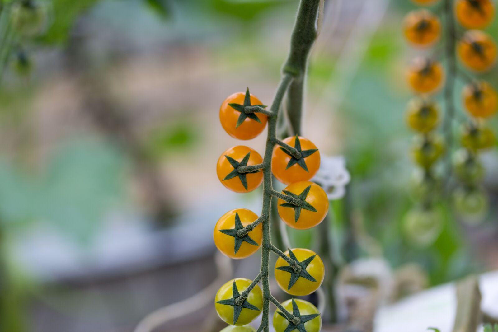 Canon EF-S 60mm F2.8 Macro USM sample photo. Tomatoes, cherrys, yellow photography