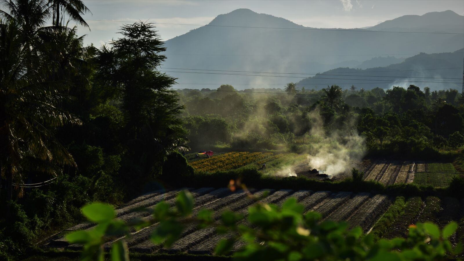 Nikon D3300 sample photo. Field, crops, agriculture photography
