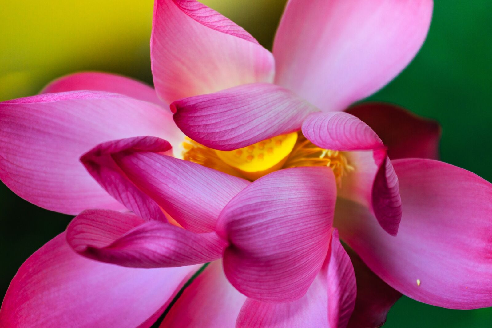 Canon EOS 5D Mark III sample photo. Lotus flowers, flower, nice photography