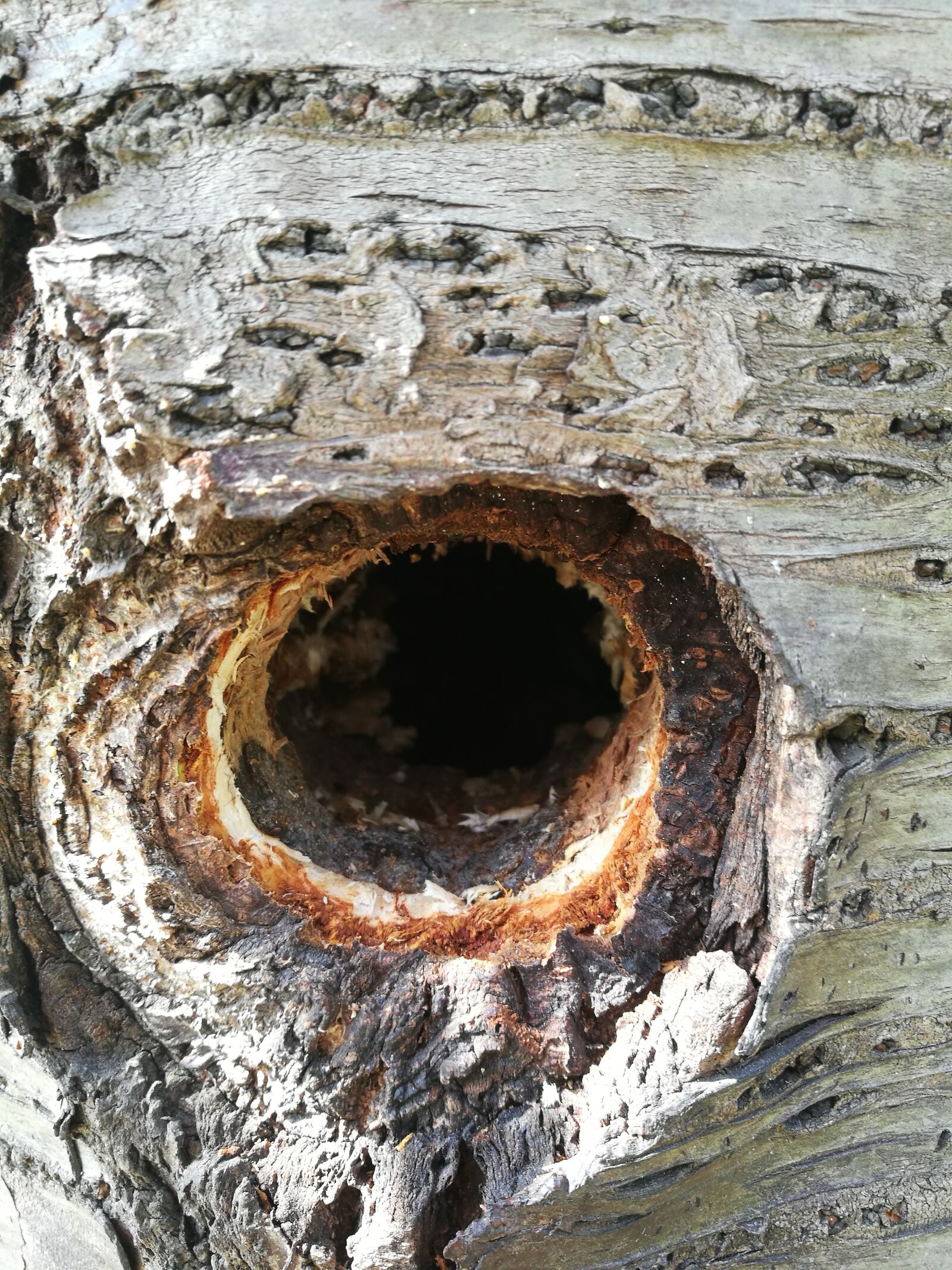 HUAWEI P9 sample photo. Tree, cherry, hole photography