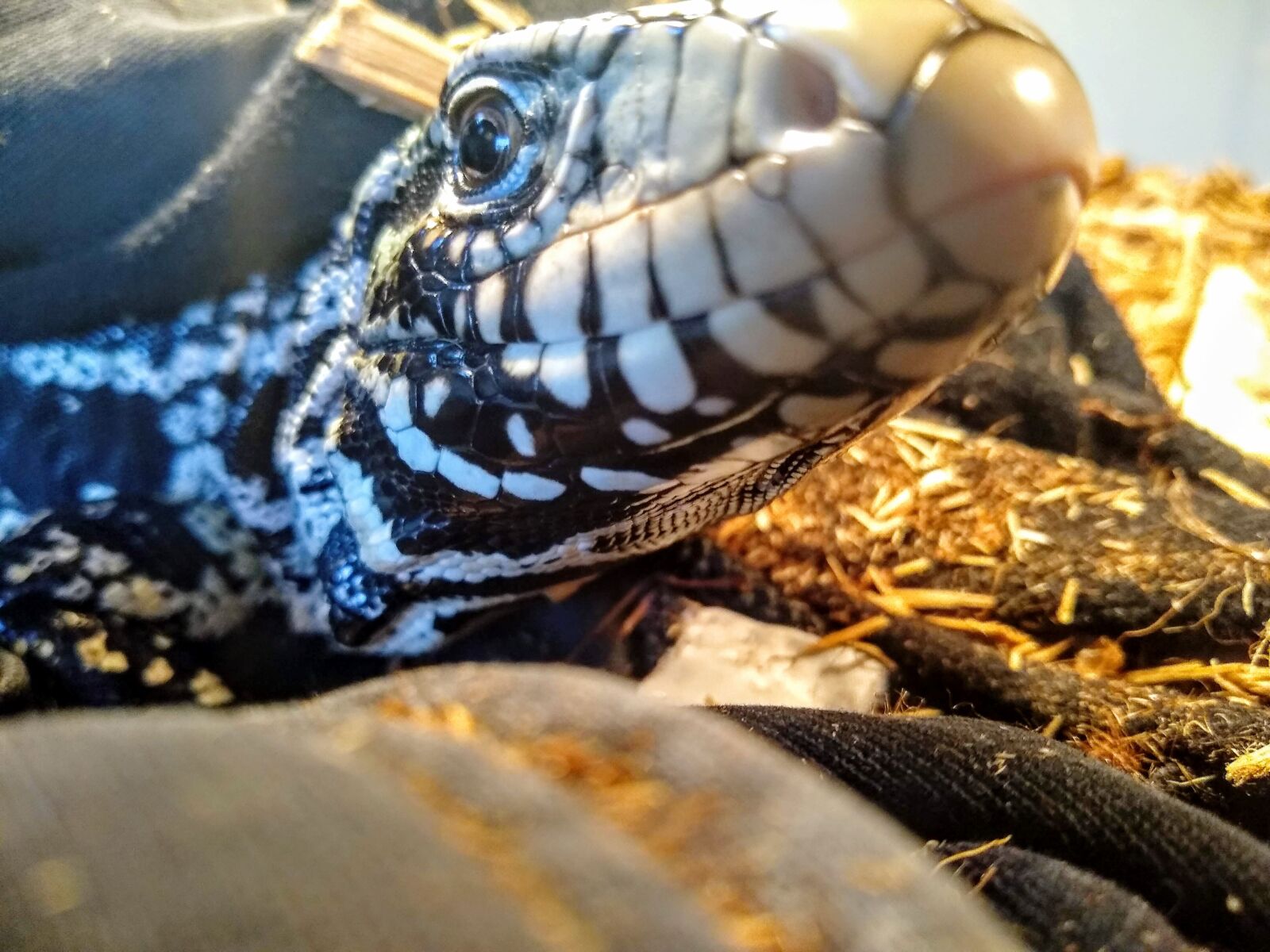Motorola moto g(6) sample photo. Tegu, reptile, lizard photography