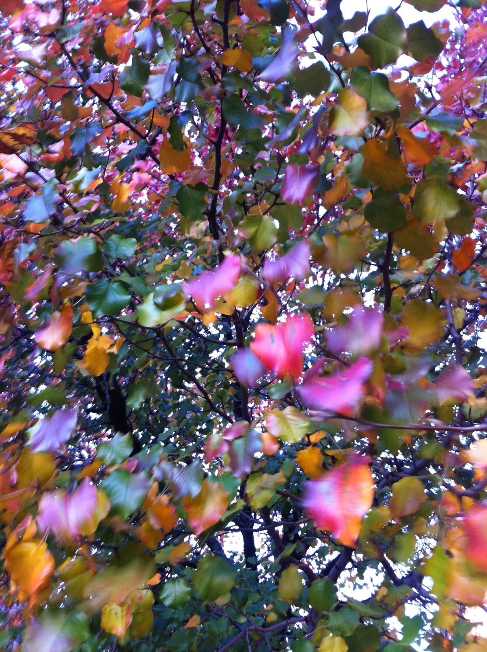 Apple iPhone 4 sample photo