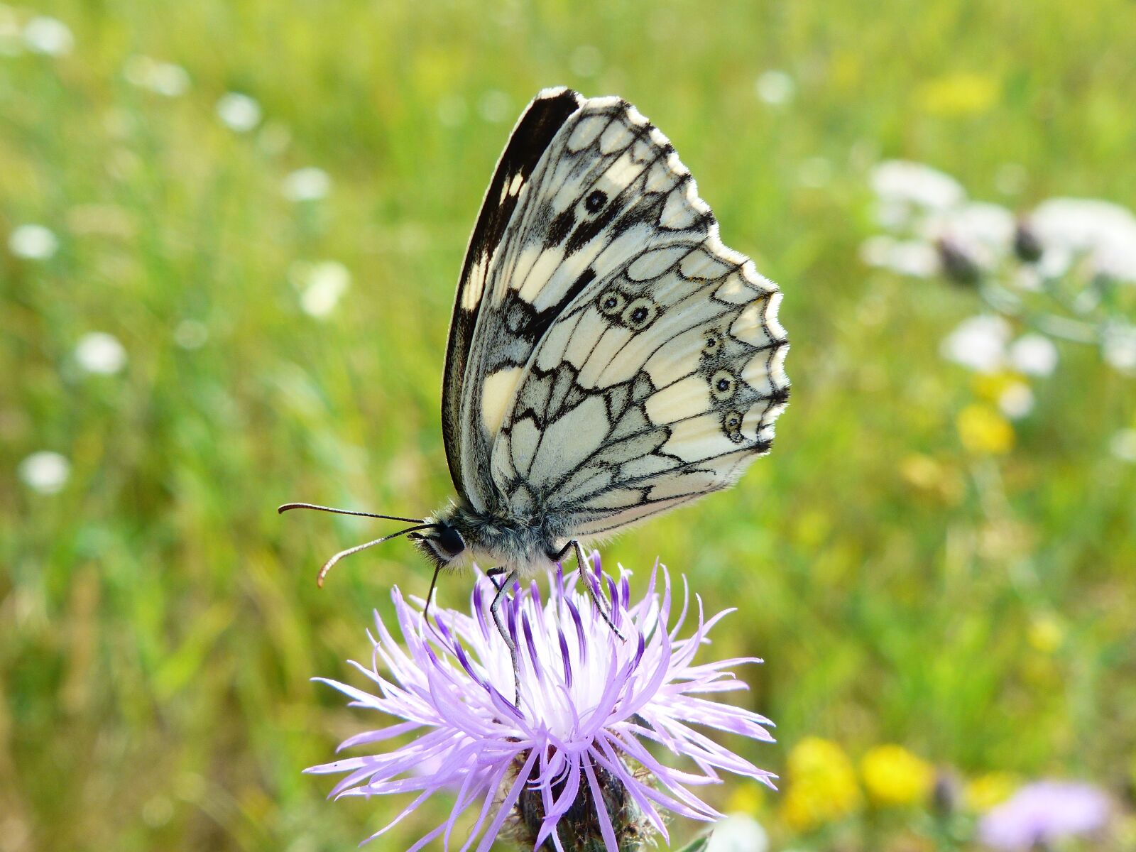 Panasonic Lumix DMC-FZ200 sample photo. Nature, insect, butterfly day photography