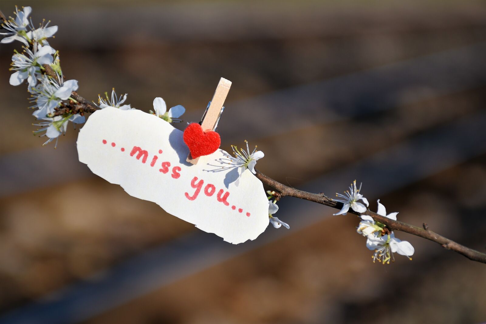 Nikon D5600 sample photo. Message, red heart, to photography