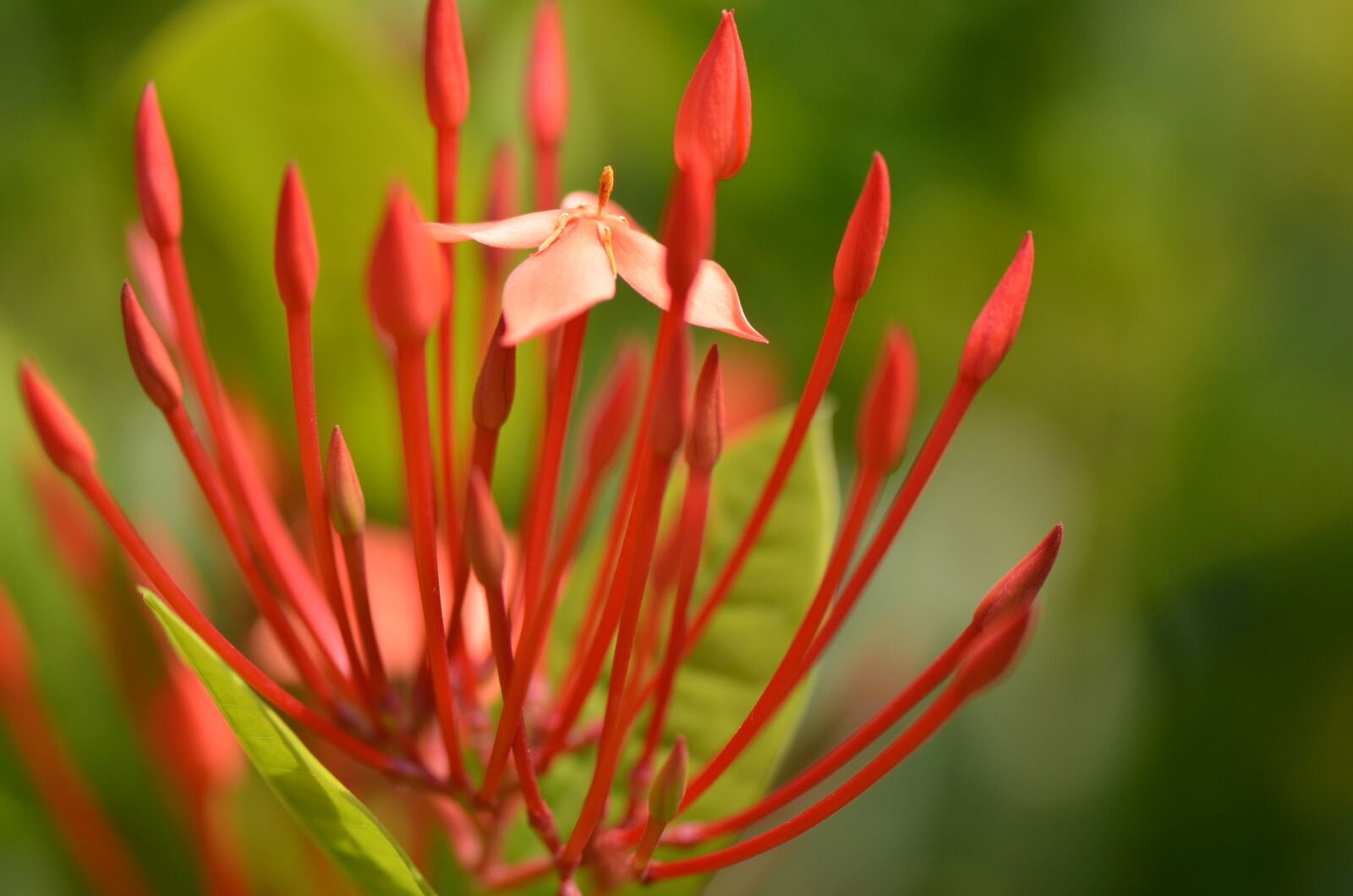 Nikon D7000 sample photo. Flower, spring, spring flowers photography