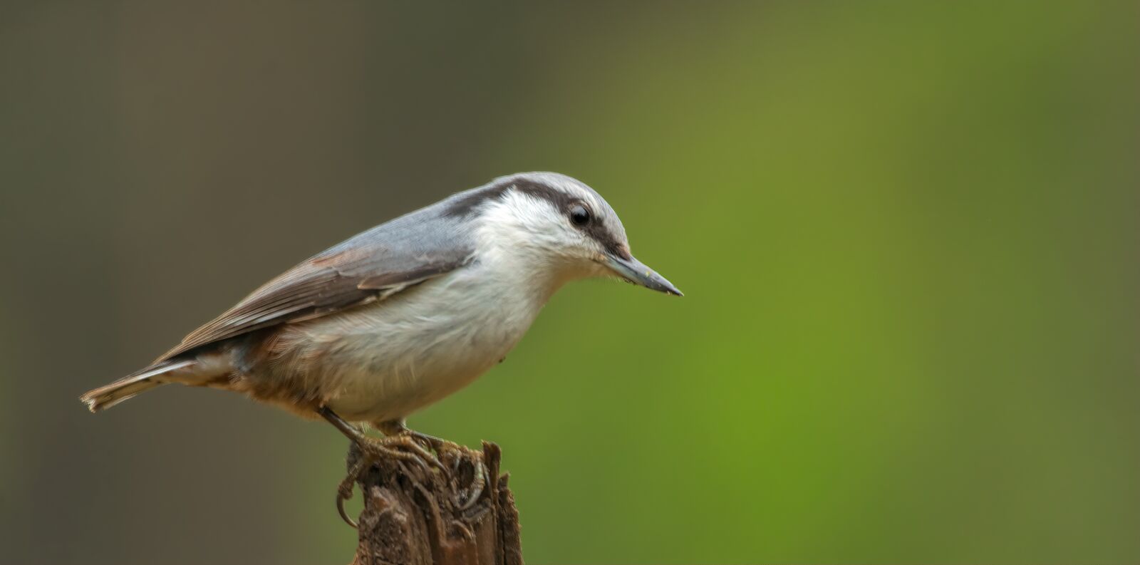 Nikon D7100 sample photo. Nuthatch, bird, nature photography