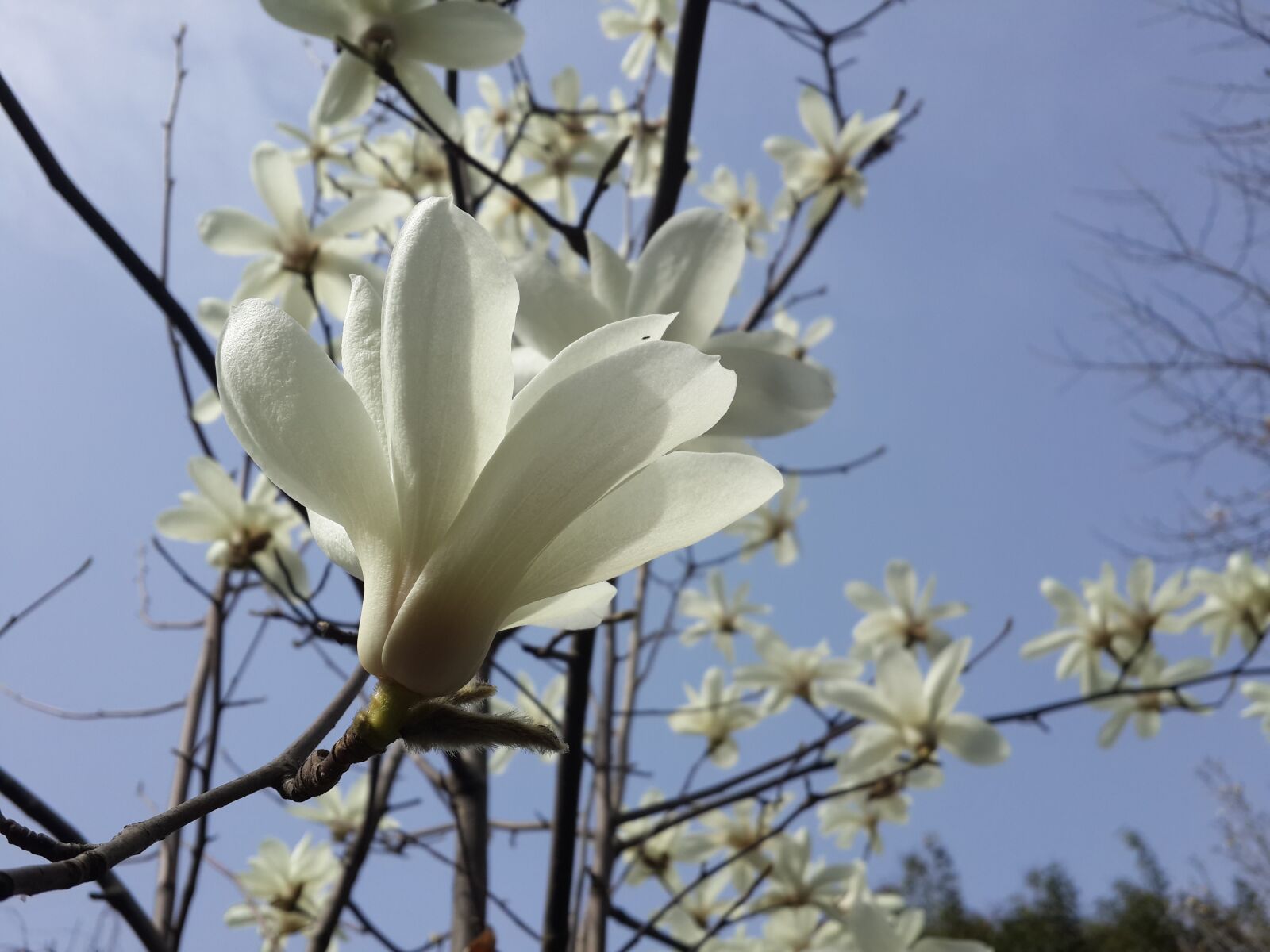 Samsung Galaxy S4 sample photo. Flower, guangyuan, china photography