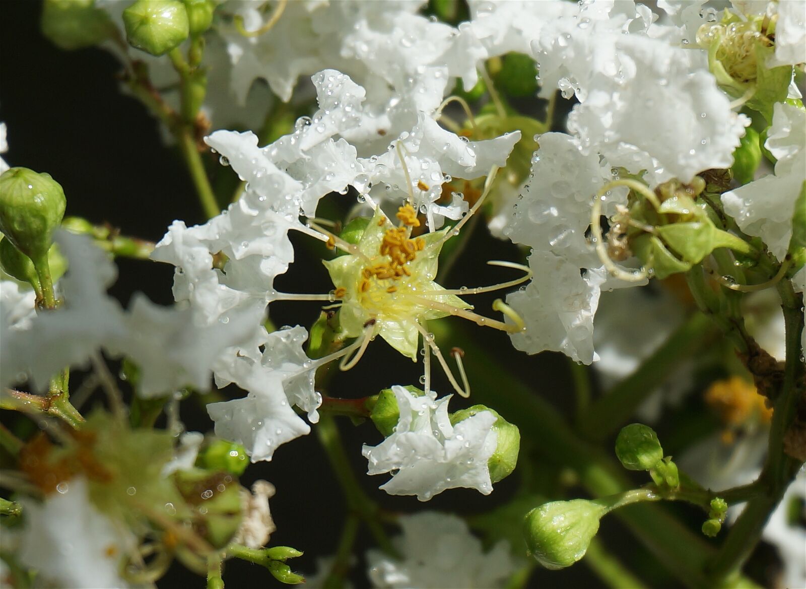 Sony Alpha NEX-5T sample photo. Rain-wet crepe myrtle, crepe photography