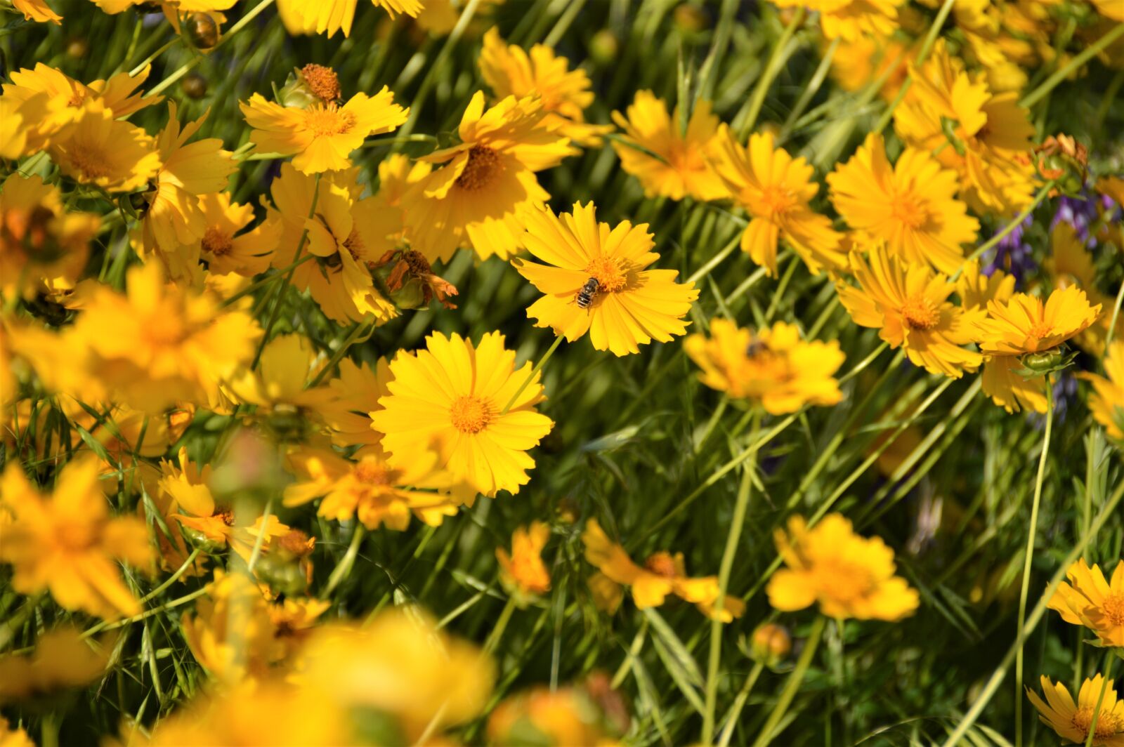 Nikon D3200 sample photo. Flowers, wildflower, yellow flower photography